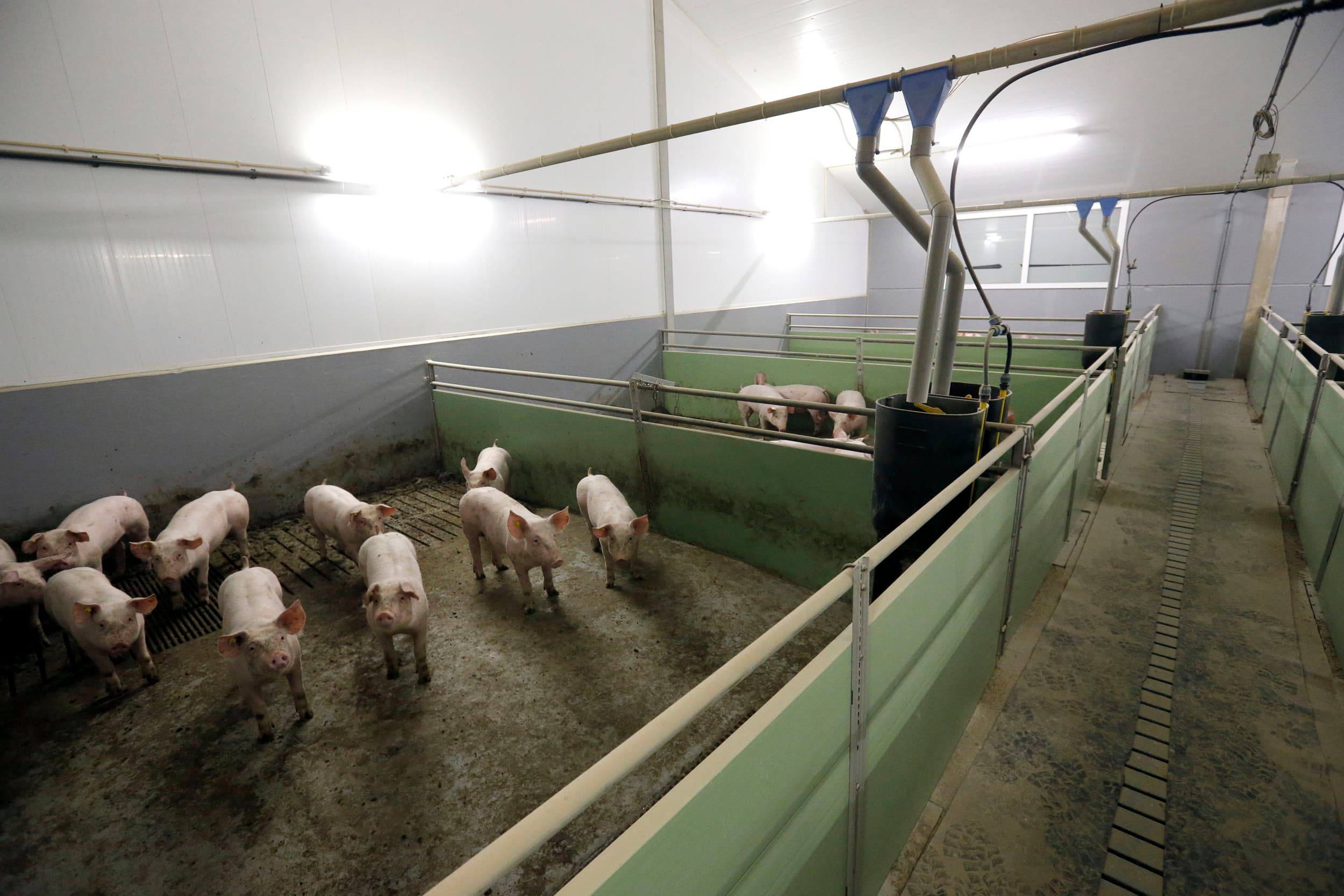 Onderbezetting van veestallen kan sneller leiden tot intrekking van een omgevingsvergunning dan eerder gedacht. – Foto: Bert Jansen