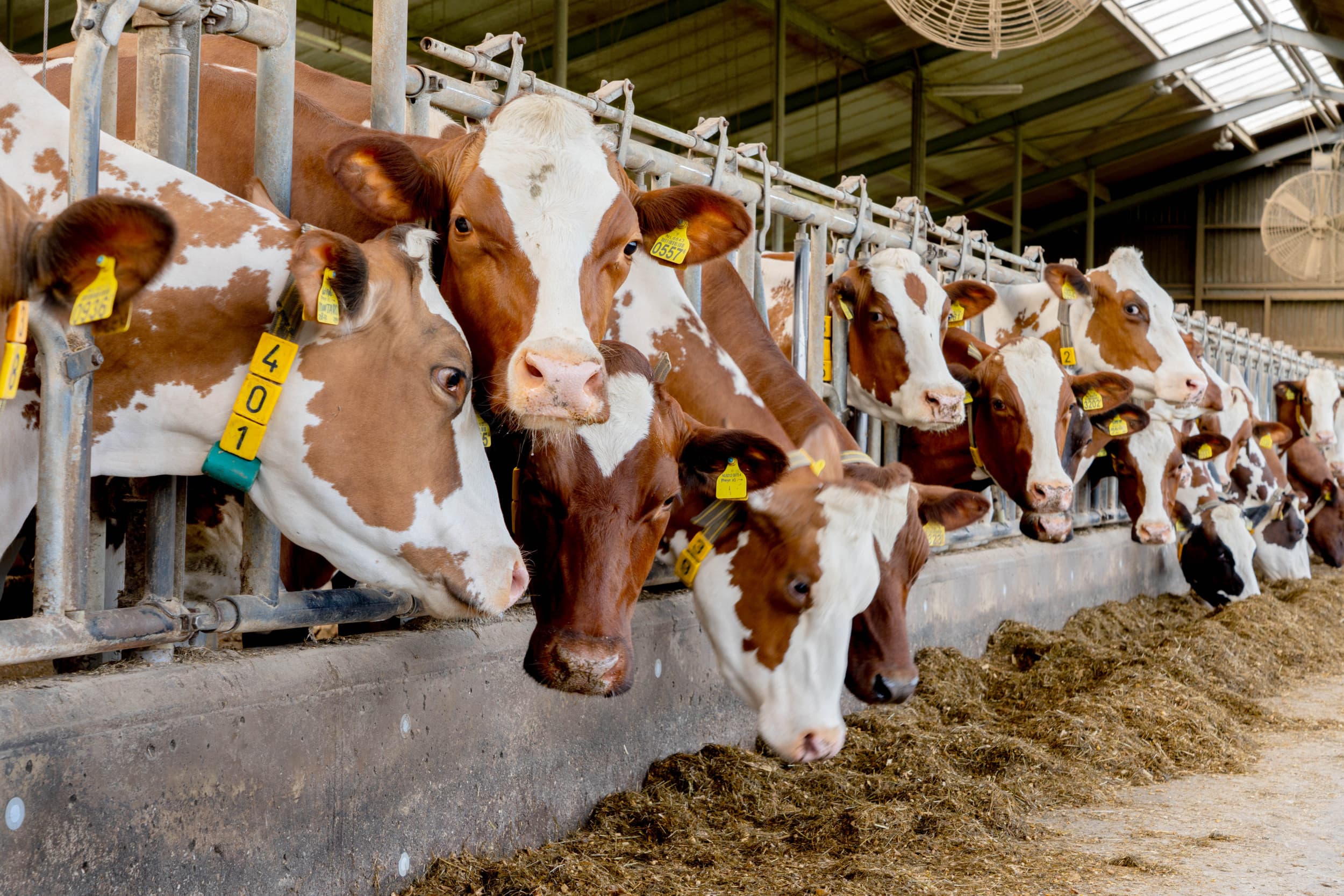 Opvallend bij de eerste Nationale Roodbont Show is het grote aantal oudere roodbonte koeien. – Foto: Jan Willem Schouten