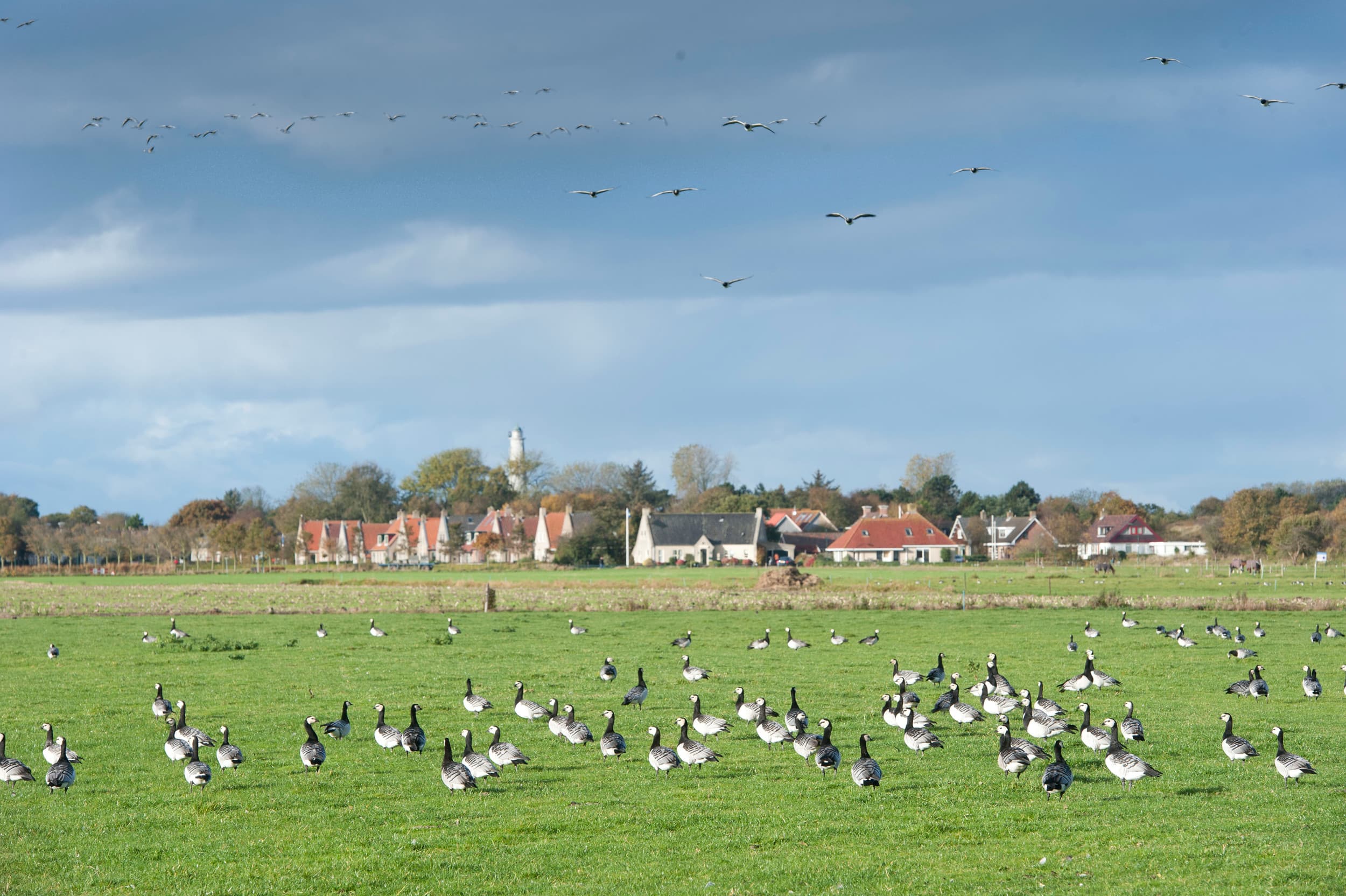 Ganzen op Schiermonnikoog. – Foto: Mark Pasveer