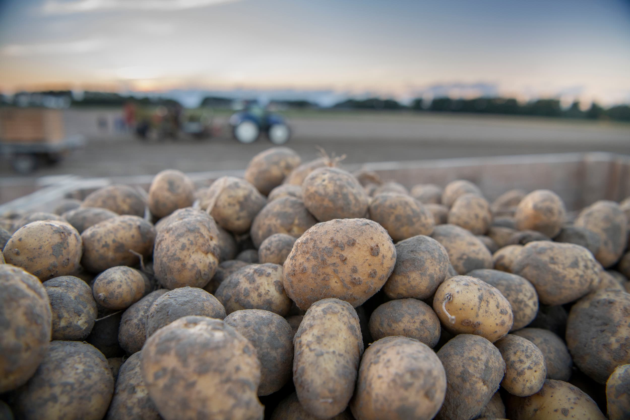 Vergeleken met een jaar eerder zijn tot eind april 14% minder pootaardappelen uitgevoerd. – Foto: Mark Pasveer