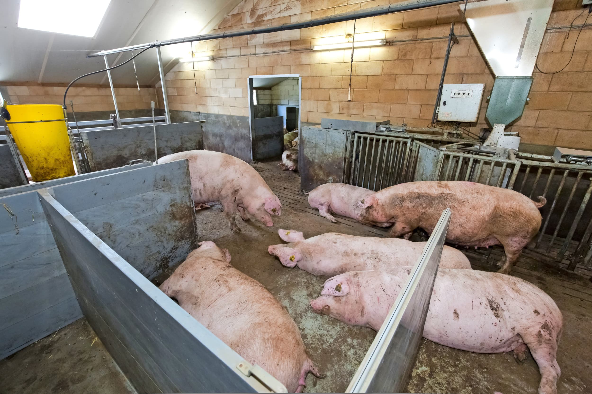 Varkenshouders die produceren voor het Beter Leven-keurmerk 1 ster moeten per 1 januari 2025 aan aangescherpte eisen voldoen. – Foto: Ruud Ploeg