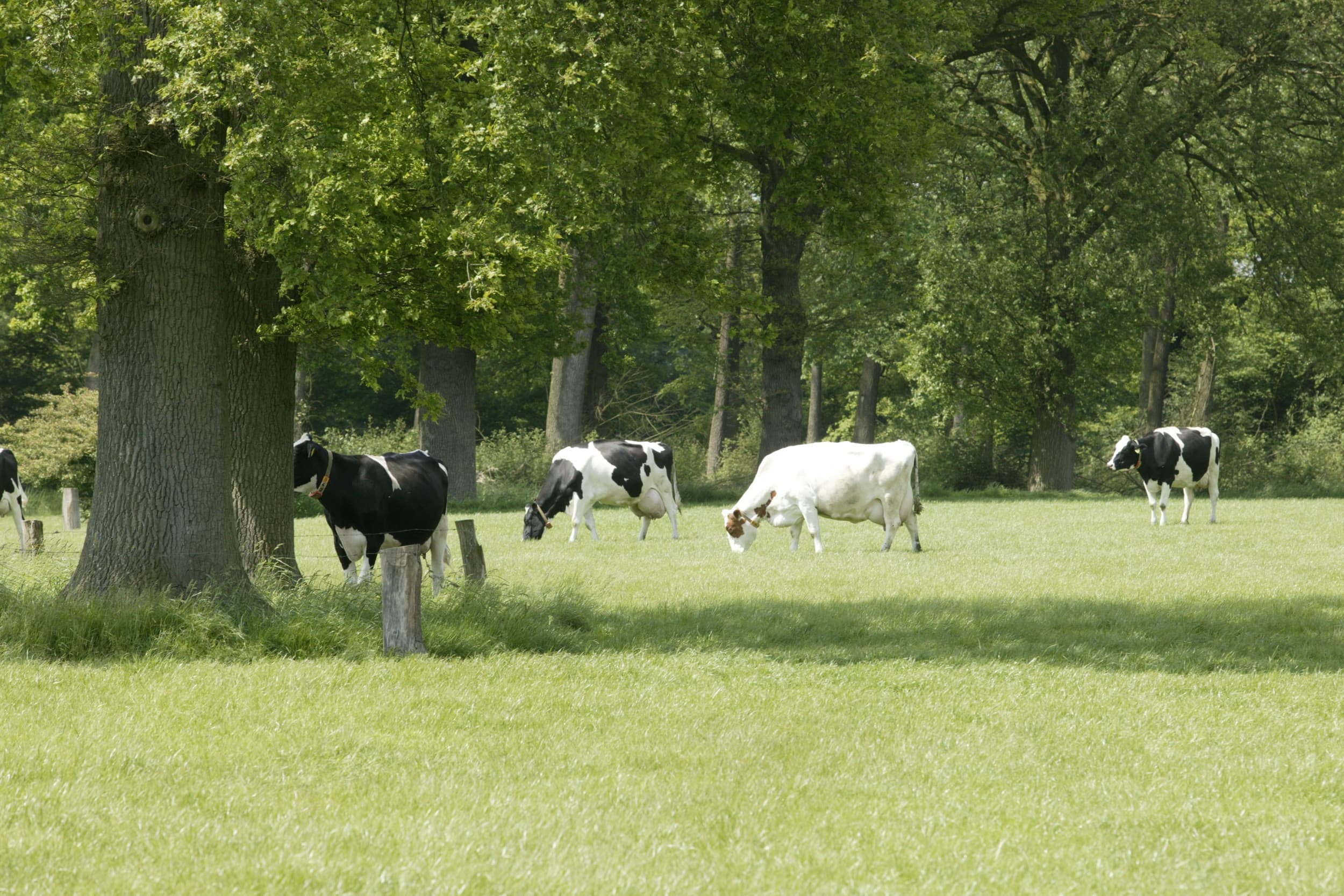 Zwartbonte koeien in Twente. De impact op de natuurinrichtingsplannen, waar de provincies al jaren aan werken, is nog steeds onzeker. – Foto: Henk Riswick