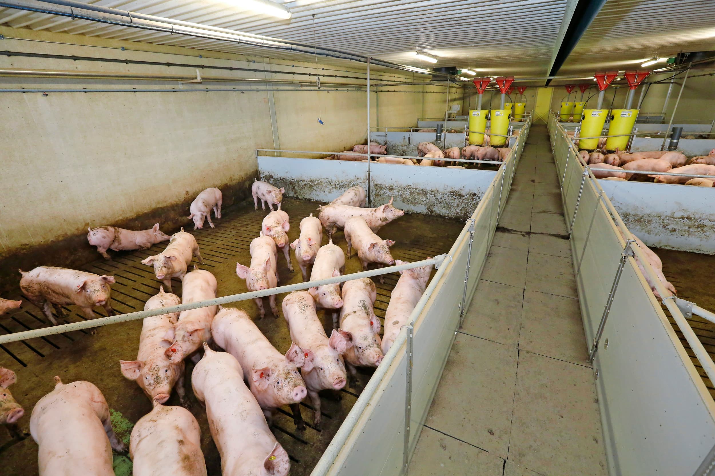 Vion en Van Loon Group maken bij het inzichtelijk maken van de CO₂-footprint van varkensvlees gebruik van aangeleverde data van ketenpartijen. – Foto: Henk Riswick