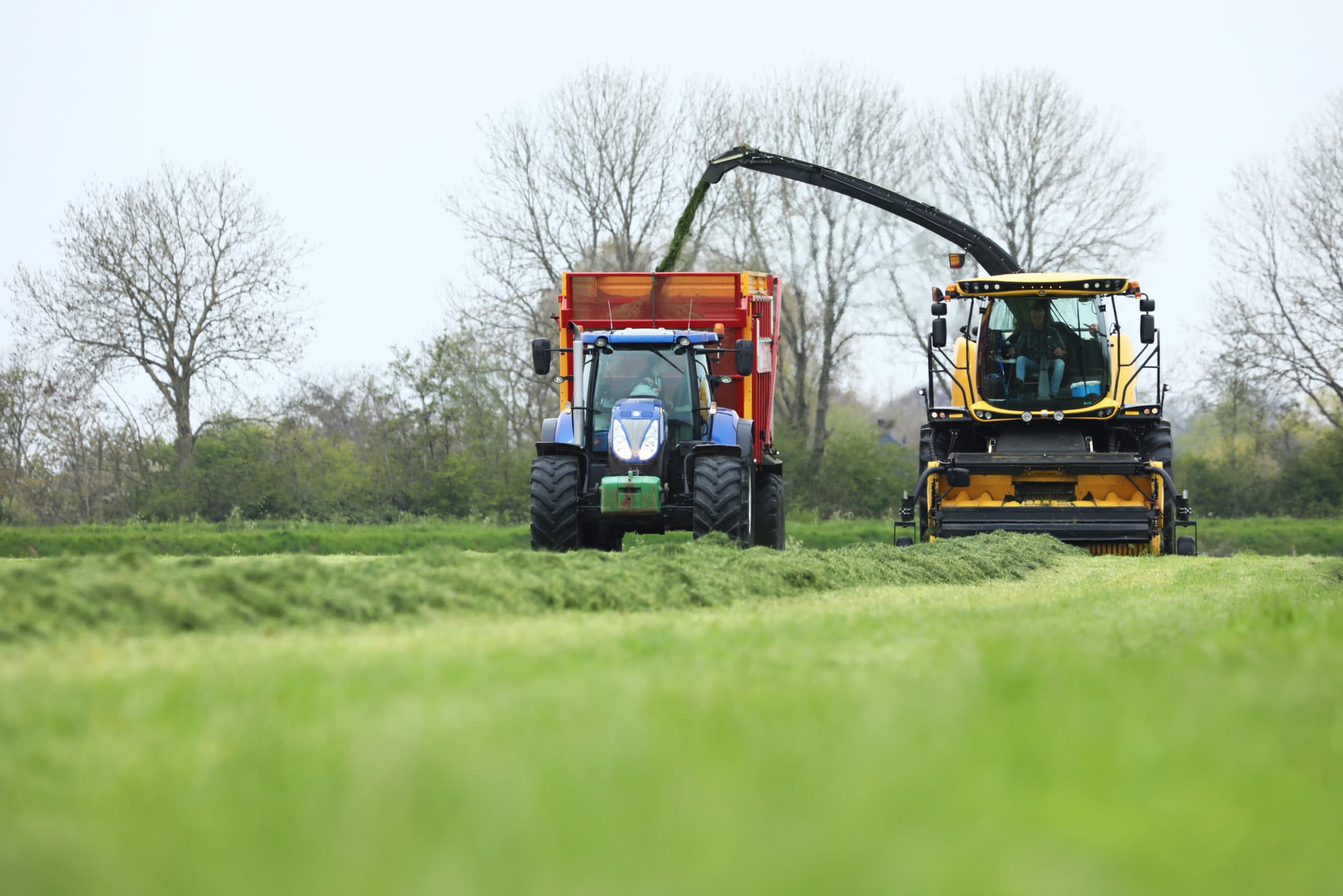 In vroeg gewonnen eerste snede, met laag droge stof, weinig suikers, veel eiwit en veel boterzuur, kunnen eiwitten afgebroken zijn tot biogene amiden, waaronder de giftige stof histamine. Deze voorjaarskuilen moeten met beleid worden gevoerd. – Foto: Henk Riswick