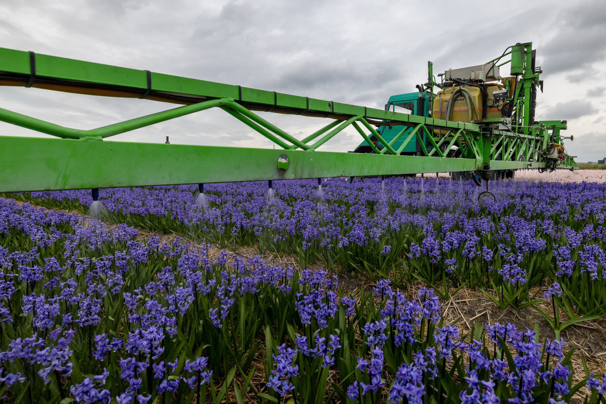 De Raad van State heeft bepaald dat er in principe een spuitvrije zone van minimaal 50 meter moet zijn tussen nieuwbouw en agrarische grond waar gewasbeschermingsmiddelen worden gebruikt. – Foto: Peter Roek