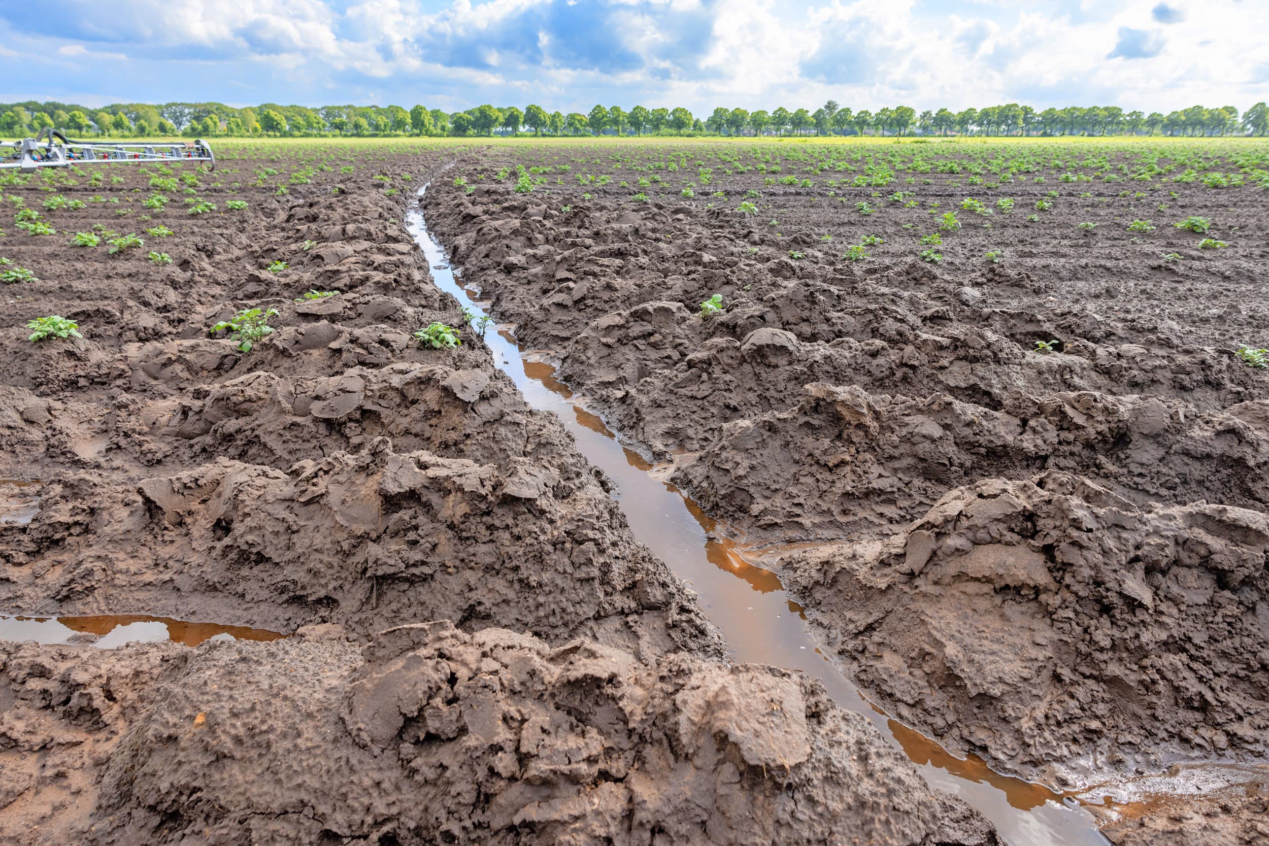 aardappelprijs omhoog door vele regen