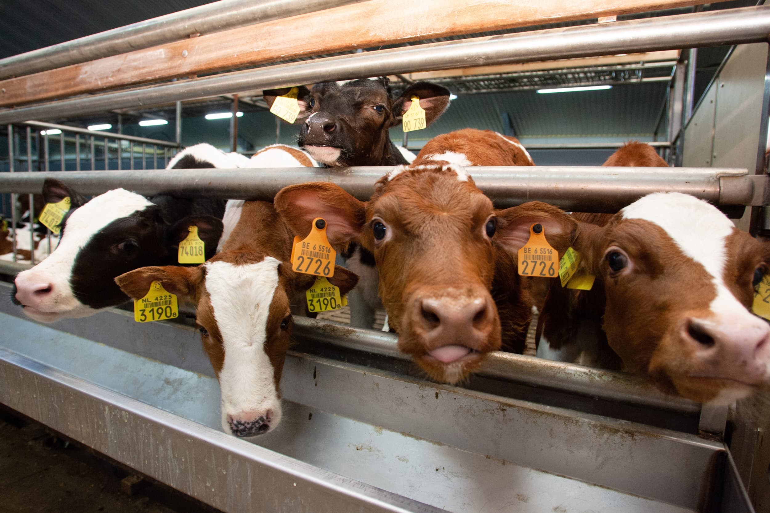 Kalveren in een stal. 178 aanvragen komen van kalverhouderijlocaties. – Foto: Herbert Wiggerman