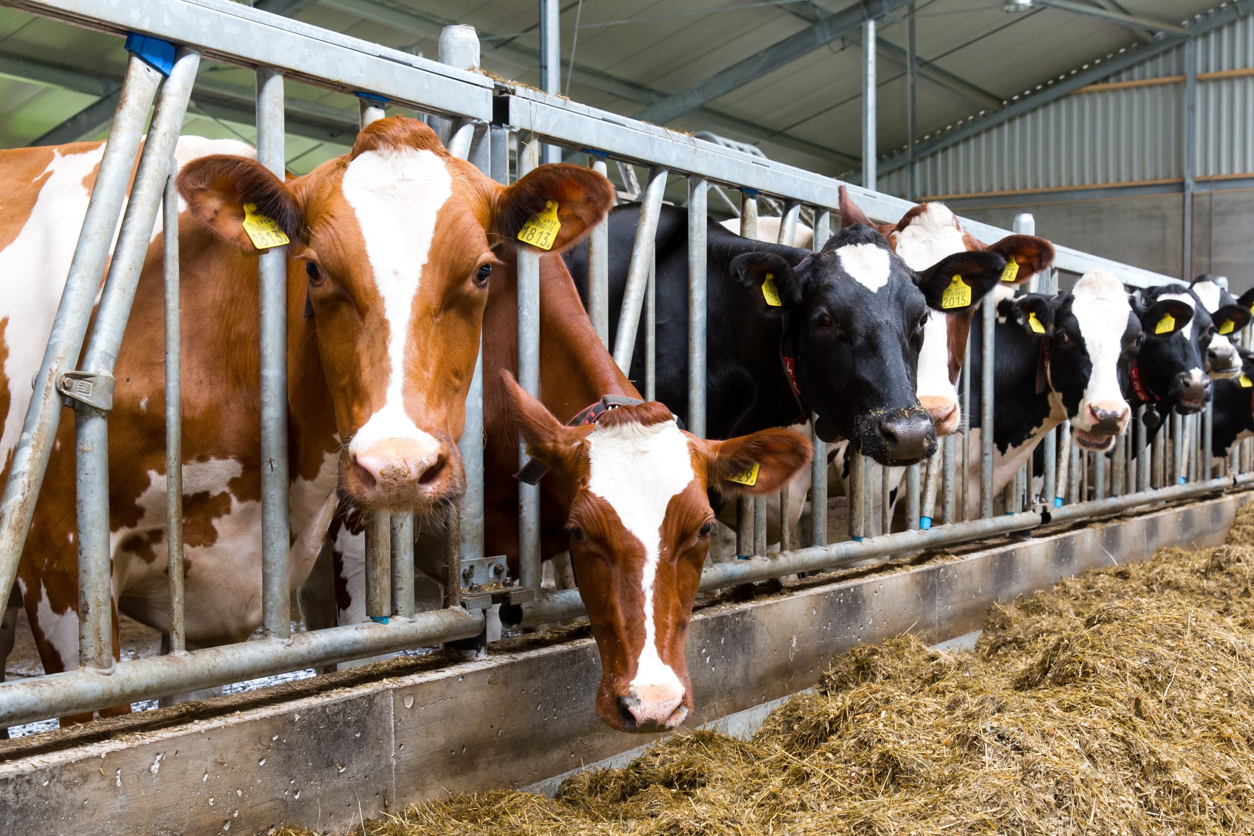 Dairy Analytics