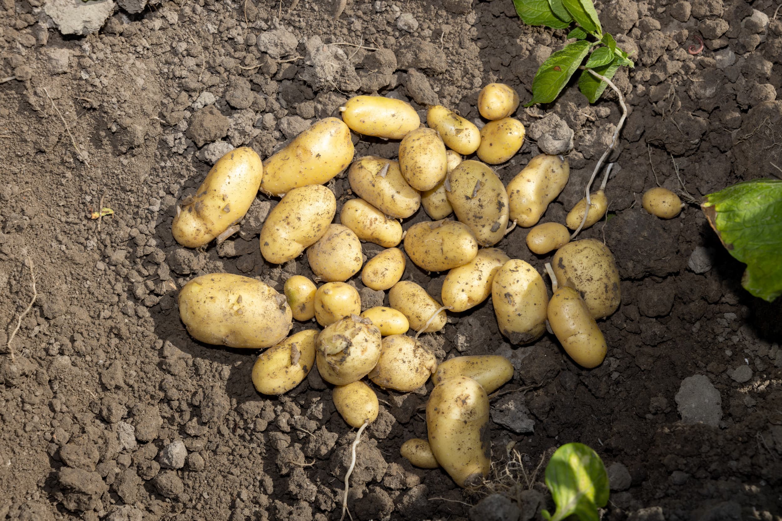 Het totale aardappelareaal vangt zo’n 30 keer meer zonnestraling op dan alle Nederlandse zonnepanelen samen, naar schatting zo’n 2.500 miljard MJ. – Foto: Peter Roek