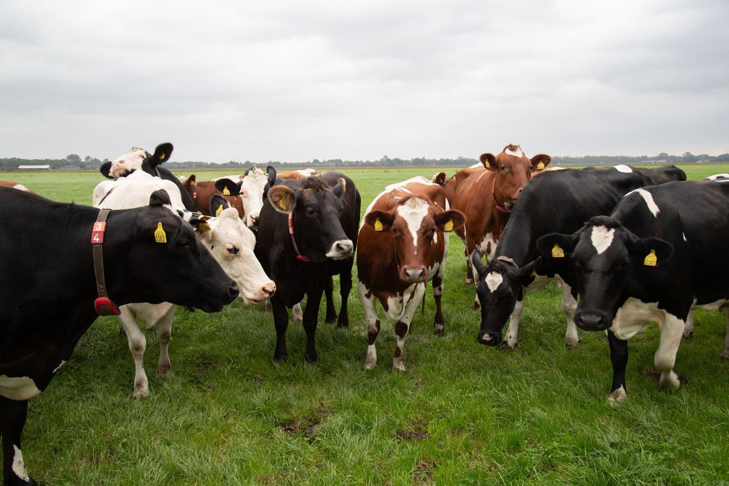 Uit het jaarverslag van Skal Biocontrole blijkt dat het aantal biologisch gecertifieerde bedrijven met veeteelt het afgelopen jaar zijn gedaald. – Foto: Hans Banus