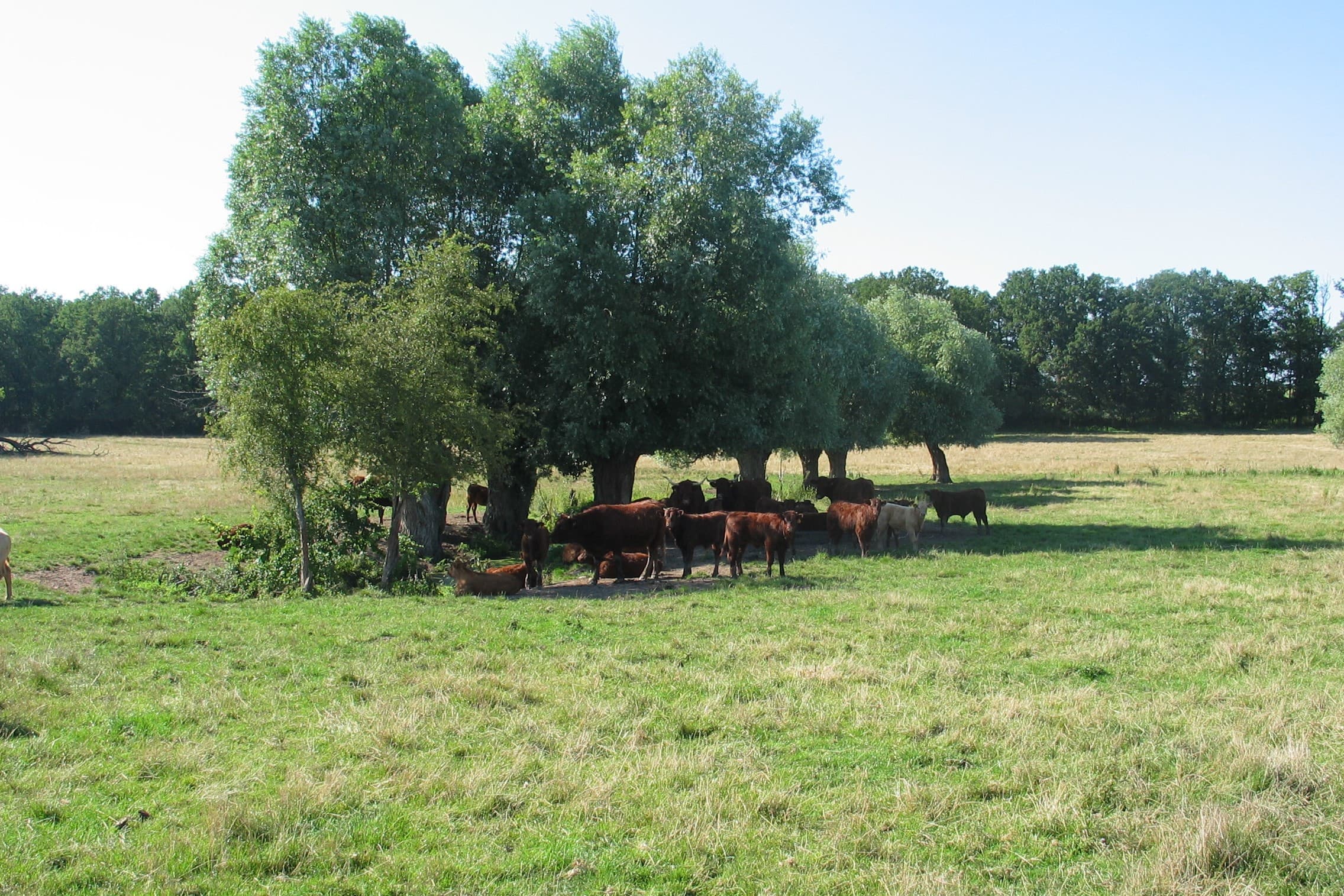 Kalveren in Frankrijk zoeken de schaduw op. Epizoötische hemorragische ziekte (EHD) komt voornamelijk voor bij herkauwers, zoals runderen en herten. Het wordt veroorzaakt door een virus dat wordt overgedragen door knutten. – Foto: Boerderij