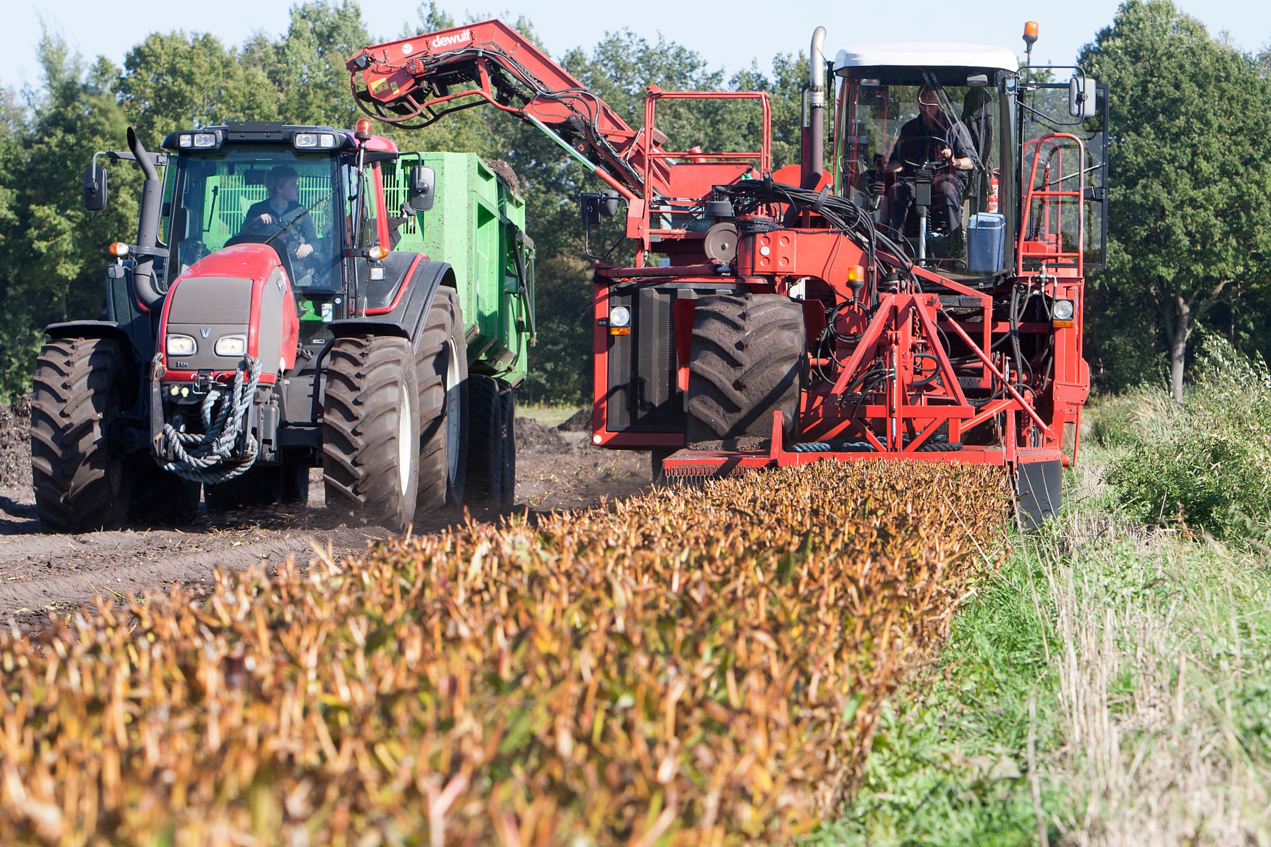 adema stopt groei lelieteelt