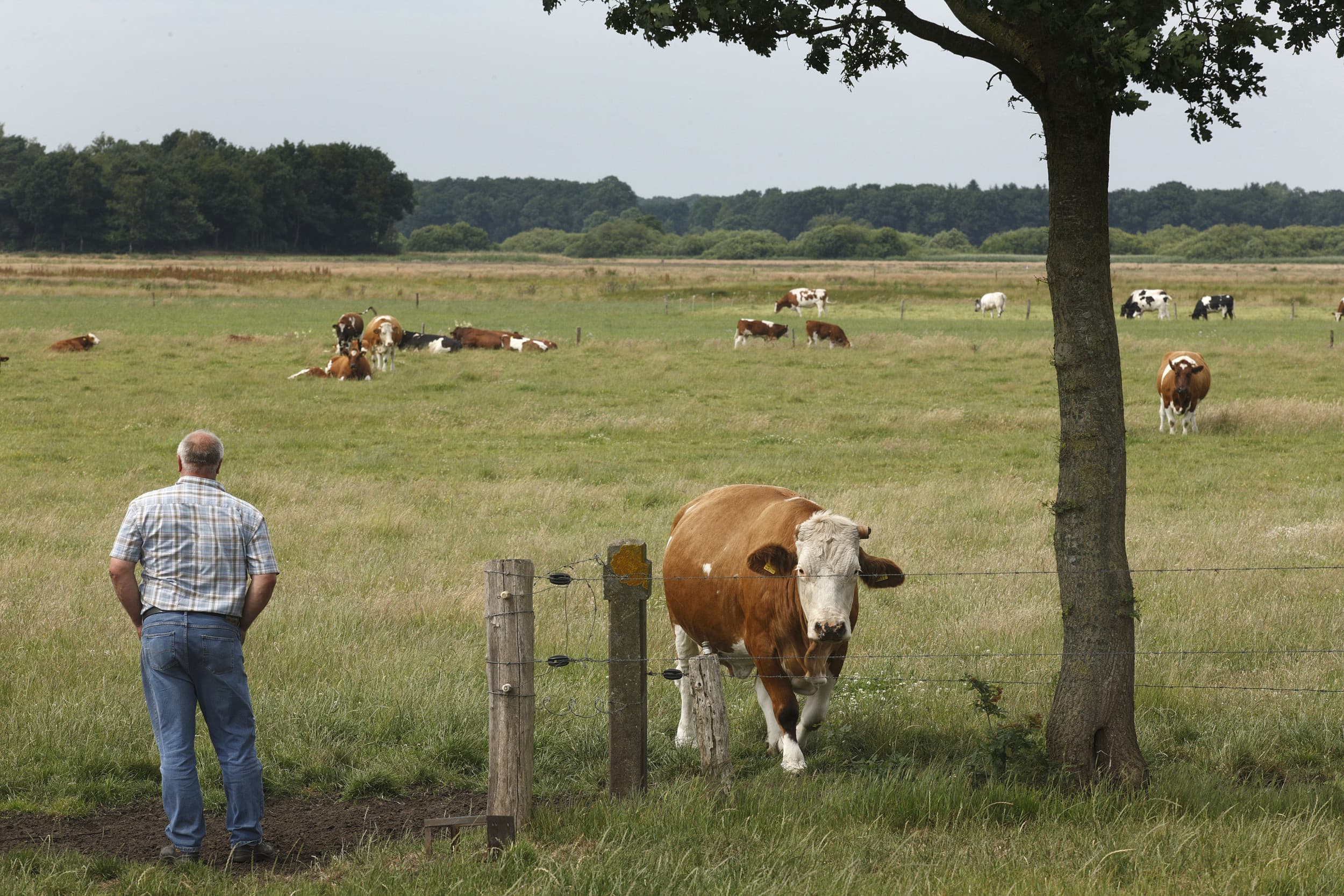 Boeren, boerinnen ook trouwens, praten vaak in de wij-vorm. Zelfs als het een eenmansbedrijf is, hebben ze het over ‘wij’ als ze ‘ik’ bedoelen. – Foto: Hans Prinsen