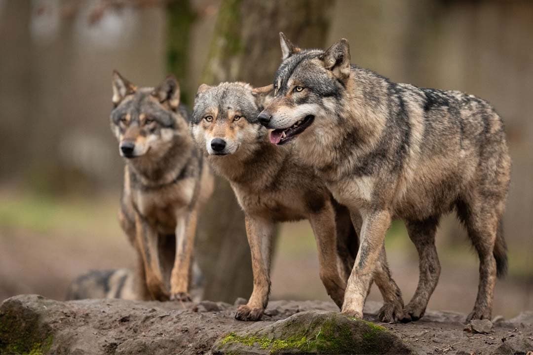 Steeds meer Nederlanders vinden dat wolven overlast veroorzaken en nu gelooft slechts 43% dat ze in Nederland thuishoren, een daling ten opzichte van 52% in 2020. - Foto: Canva