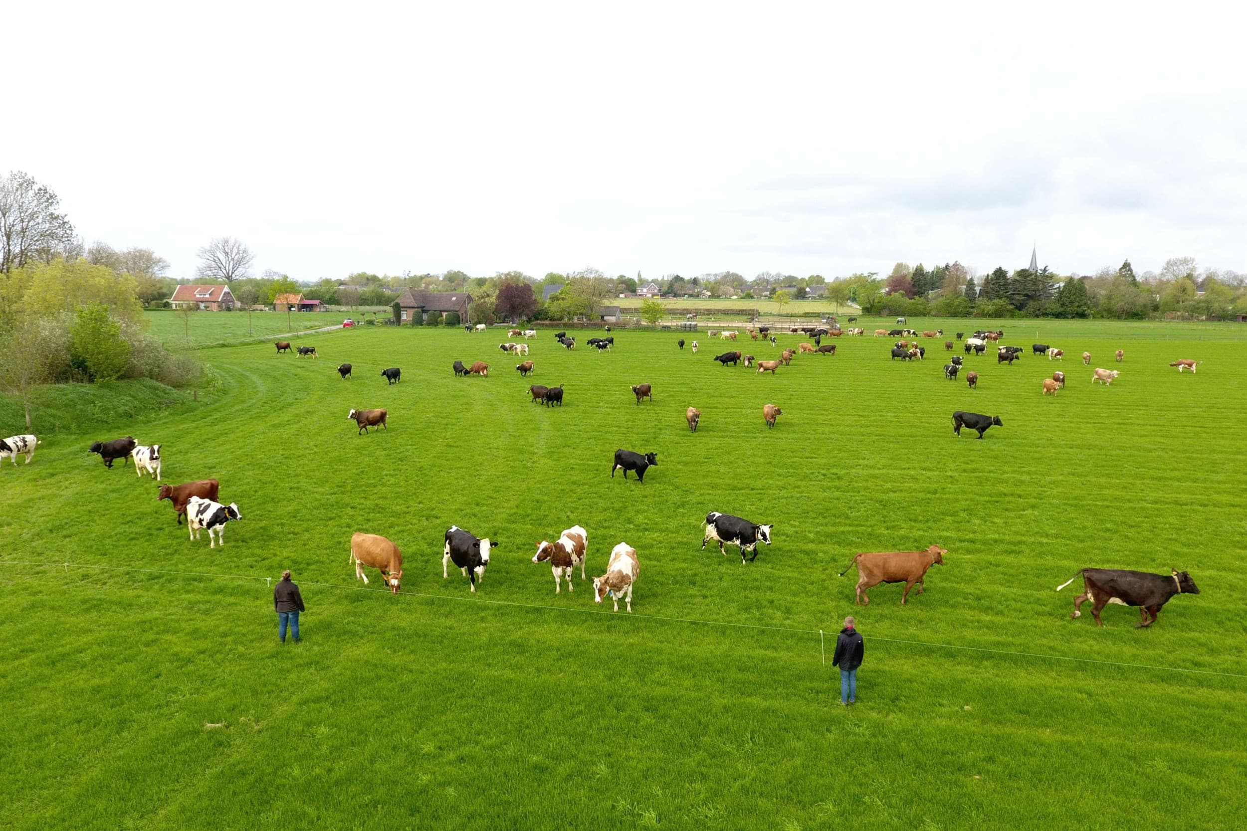 Greenpeace richt volgens Vergaderboer de pijlen op de boeren met hun nieuwste actie is: Stikstofuitstoot moet omlaag. – Foto: Henk Riswick