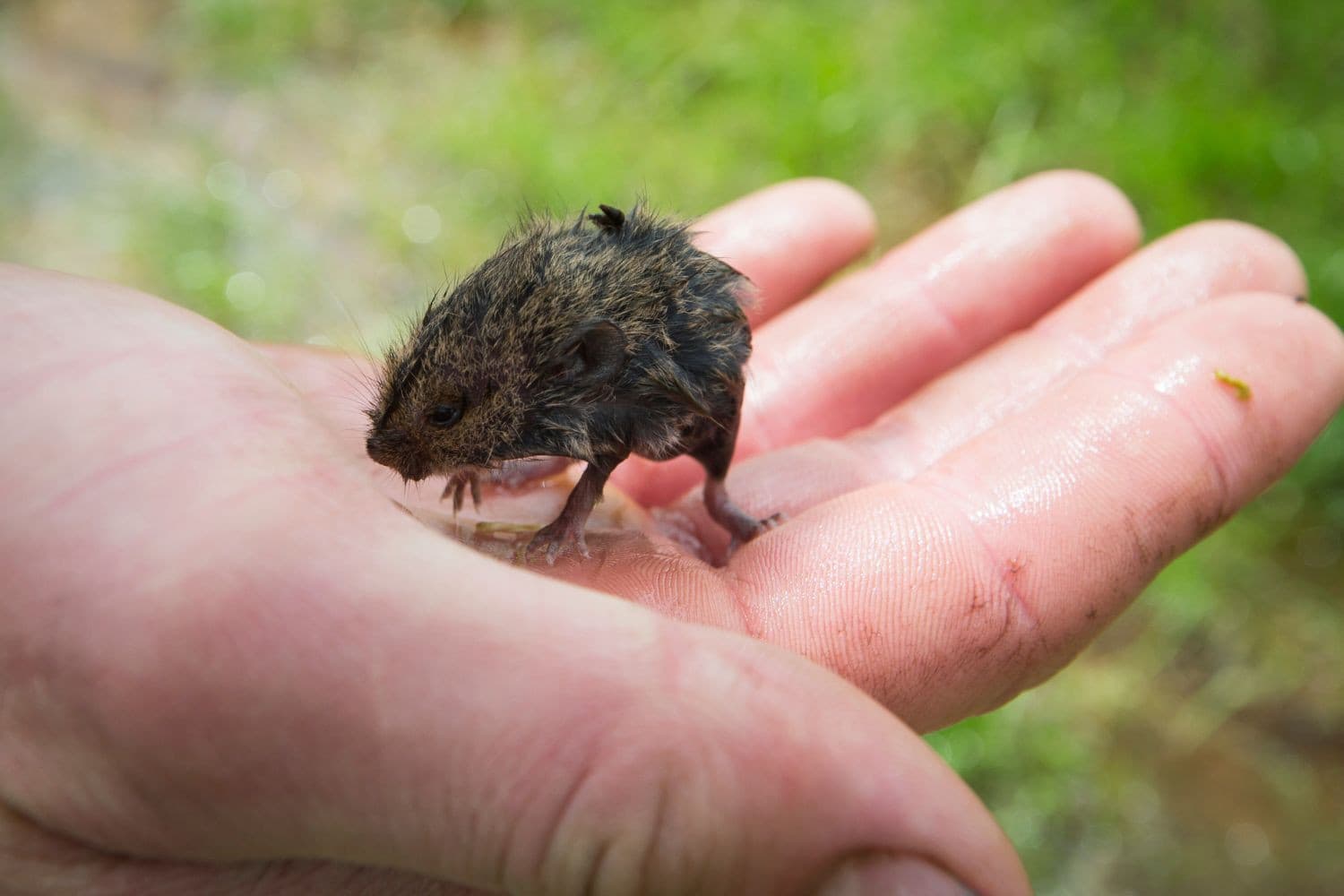Tegenwoordig geldt er voor de bestrijding van ongedierte een Integrated Pest Management (IPM). Gif is in deze aanpak geen strategie, maar sluitstuk van de methode. – Foto: Anne van der Woude