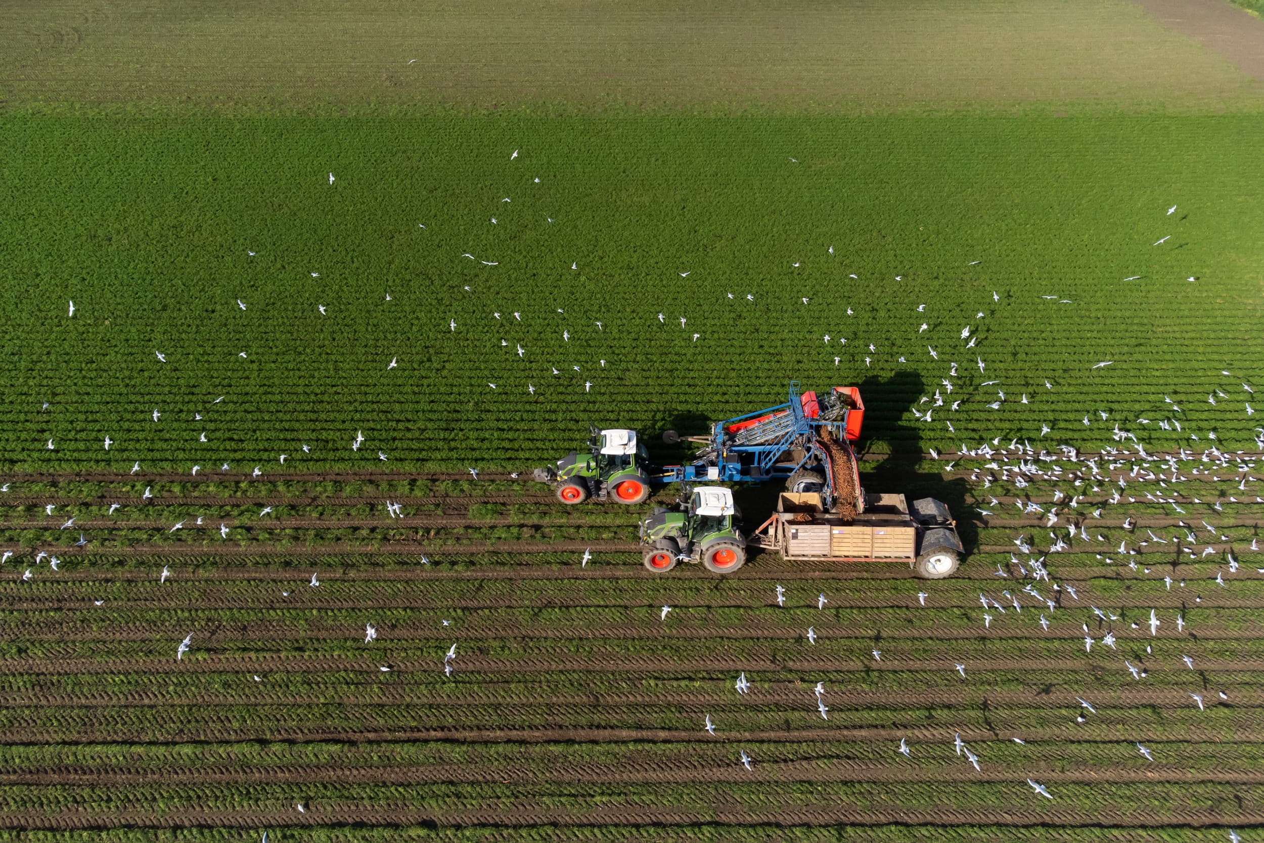monitoring na vogelgriep vaccinatie