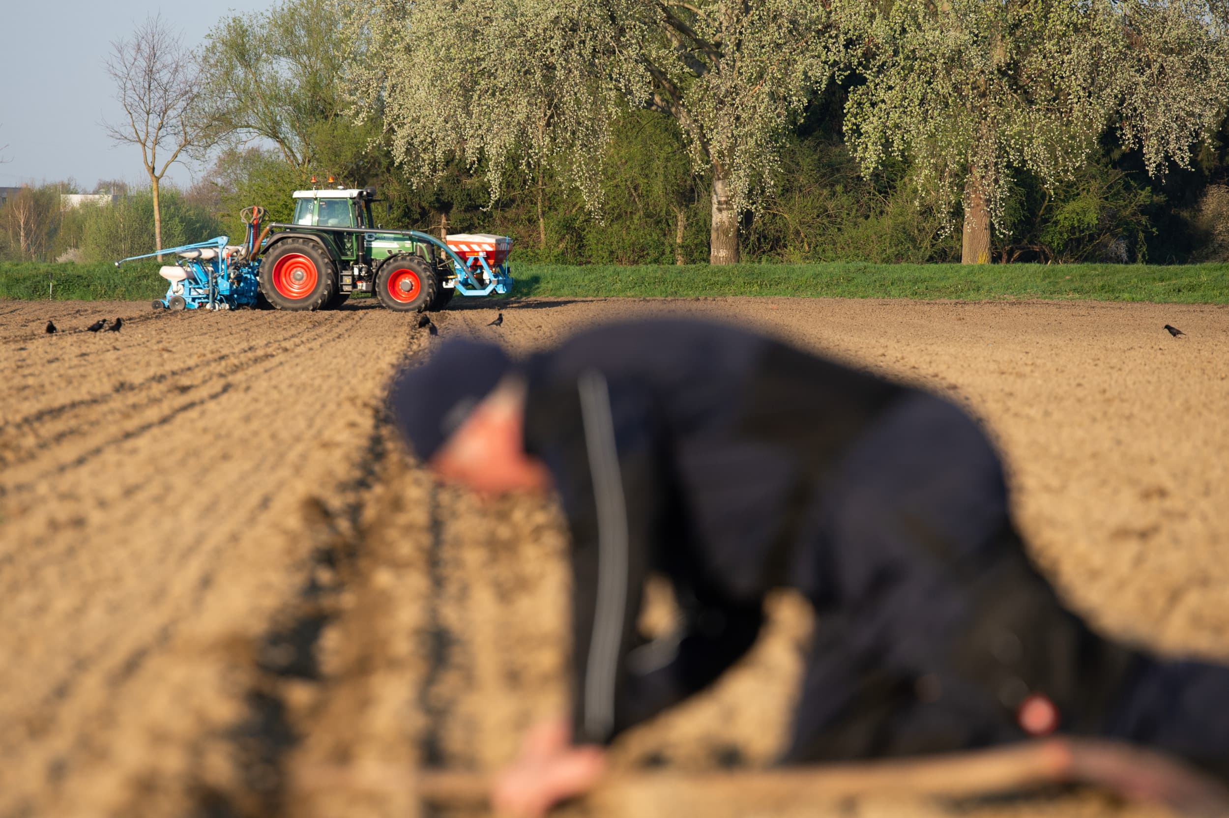 De verplichting om 4% van het bouwland braak te laten, wordt geschrapt. – Foto: Twan Wiermans