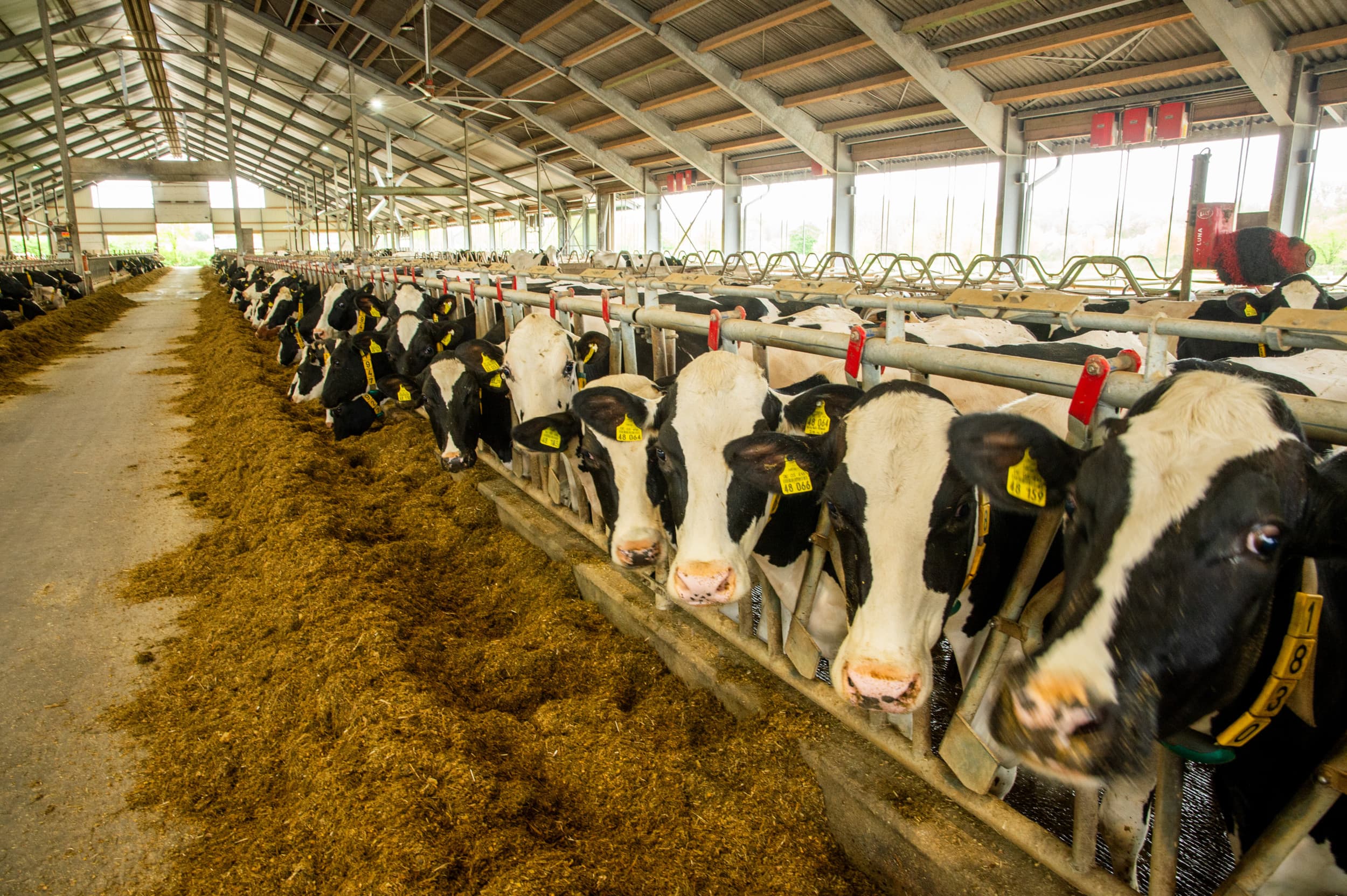 In de westelijke deelstaten van Duitsland is in maart bijna 1% meer gemolken dan een jaar eerder. – Foto: Twan Wiermans