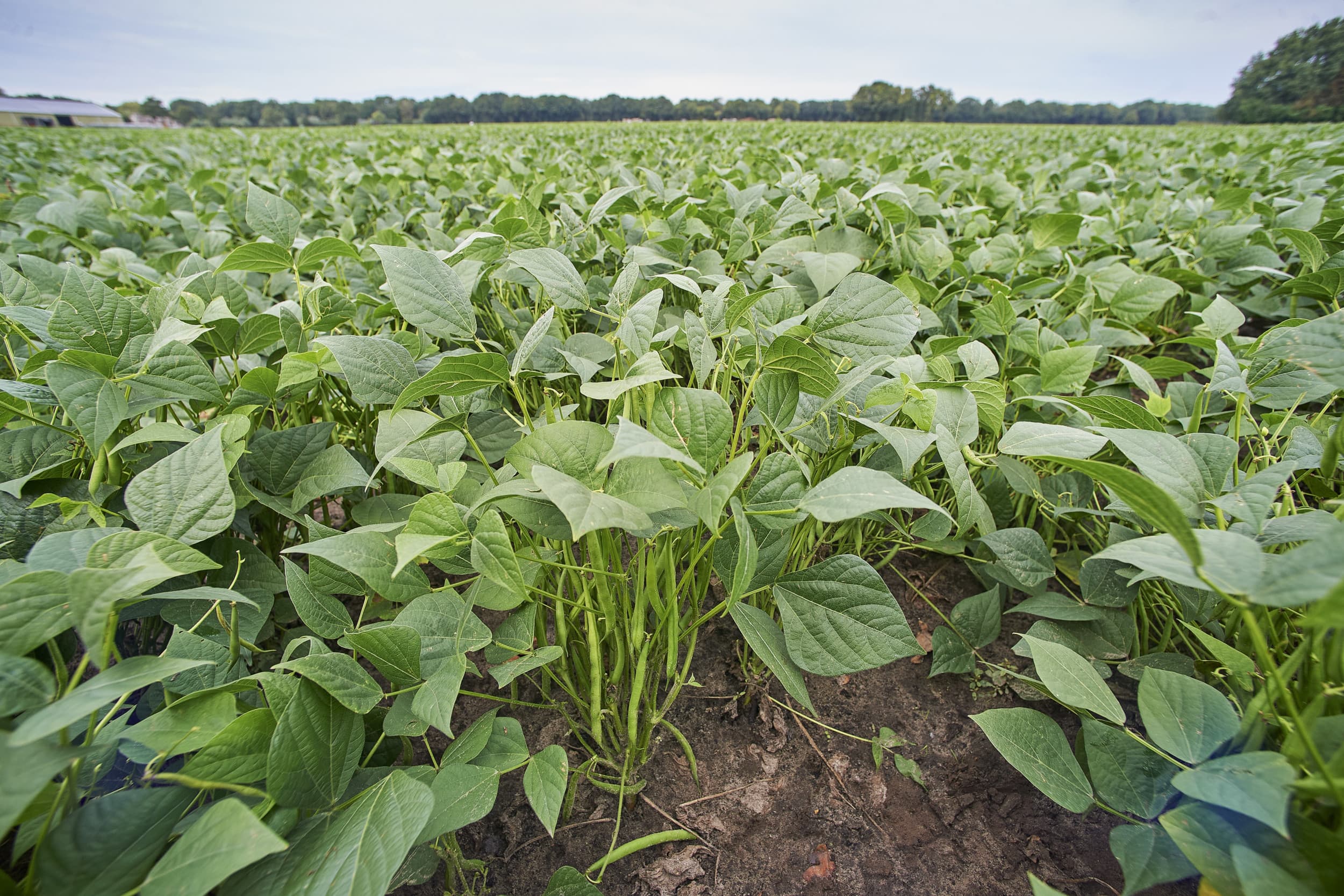 plantaardige eiwitten eiwitgewassen czav