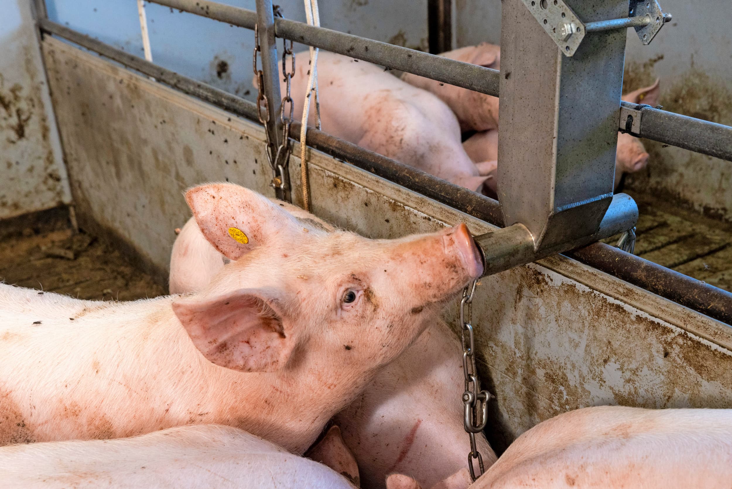 Hokverrijking is belangrijk voor het welzijn en onderzoekende gedrag van varkens. De zogenoemde Happy Feeder dient als hokverrijking. Varkens kunnen al spelend eet- en wroetbaar materiaal tot zich nemen. – Foto: Koos Groenewold