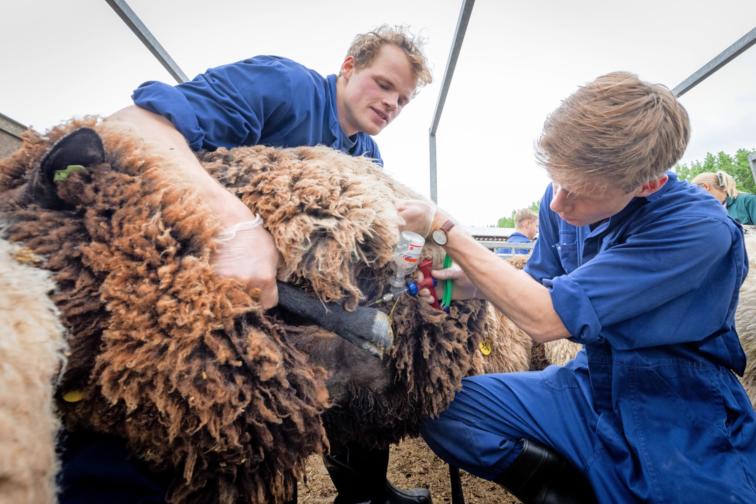 schapen gevaccineerd tegen blauwtong