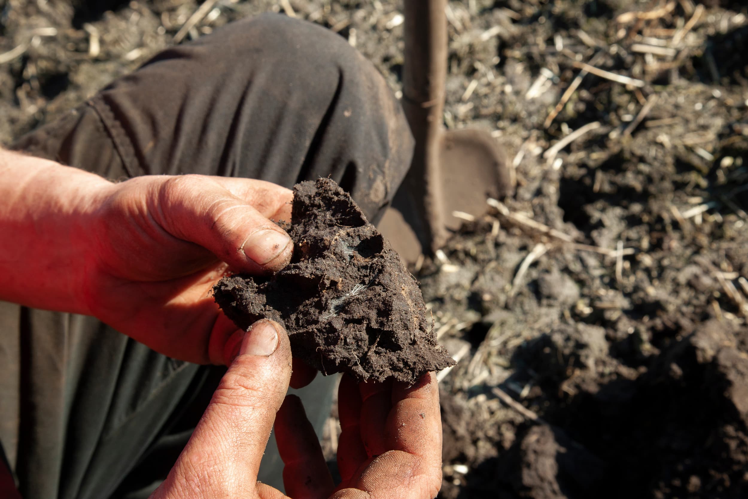 Rabobank benadrukt dat duurzame leningen bijdragen aan een gezonde bodem, weerbare teelten, schoon water en efficiënt gebruik daarvan, essentieel voor voedselvoorziening en klimaatadaptatie. – Foto: Hans Banus