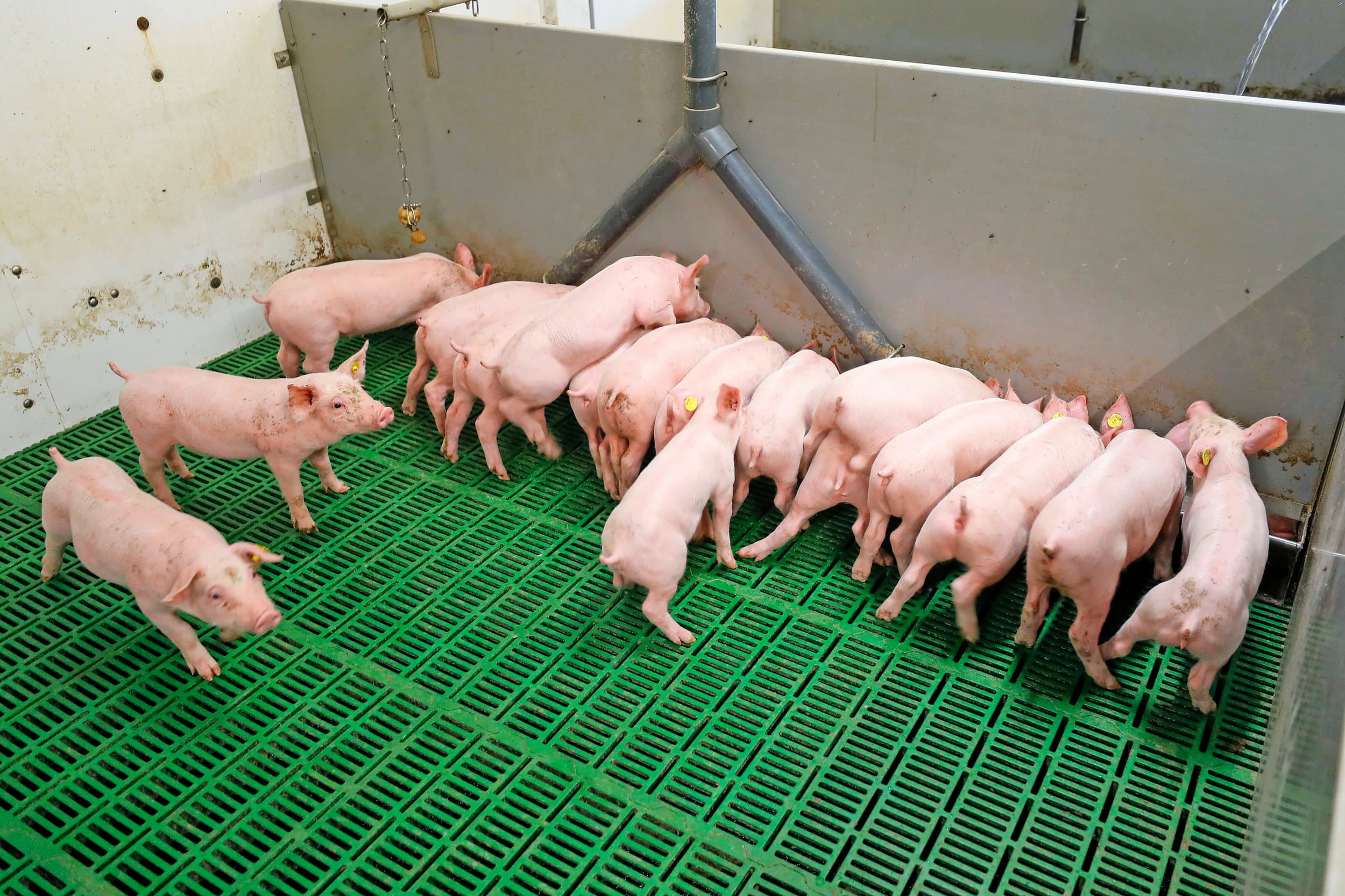 CO2-voetafdruk varkensvlees