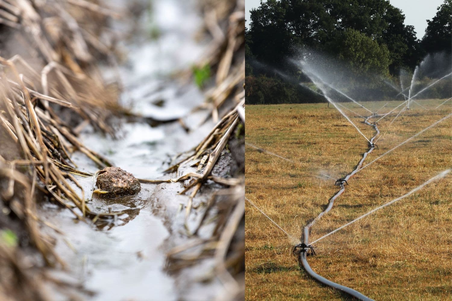 De potentiële economische schade door droogte en extreme neerslag in de akkerbouw en tuinbouw kan oplopen tot €151 miljoen per jaar voor gras en rond €60 miljoen per jaar voor mais en aardappelen. – Foto’s: Henk Riswick en Mark Pasveer, beeldbewerking
