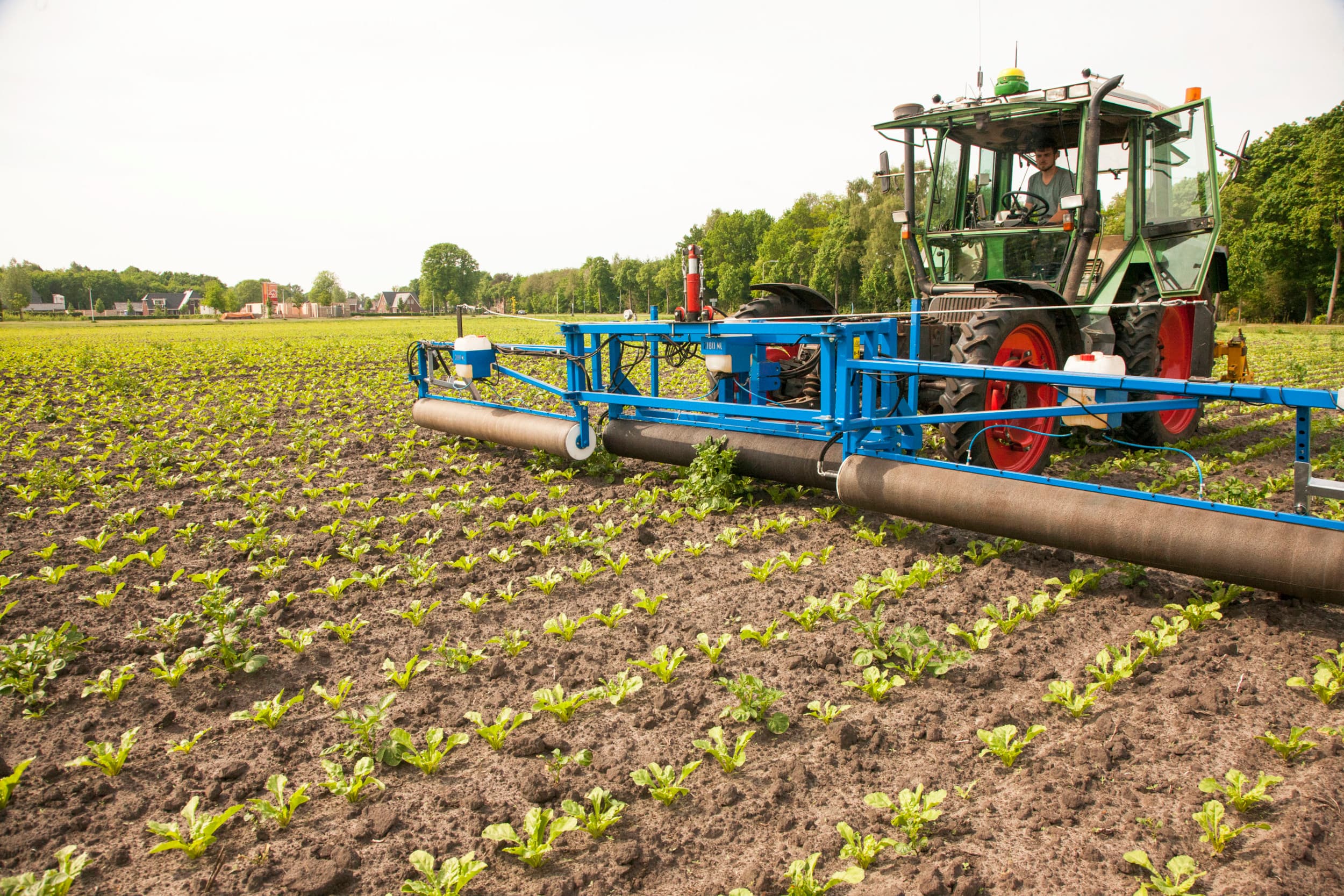 Bestrijding van aardappelopslag in suikerbieten. Aardappelopslag in bieten is niet volvelds te bestrijden. Aanvullende behandeling met glyfosaat is nodig. – Foto: Koos van der Spek
