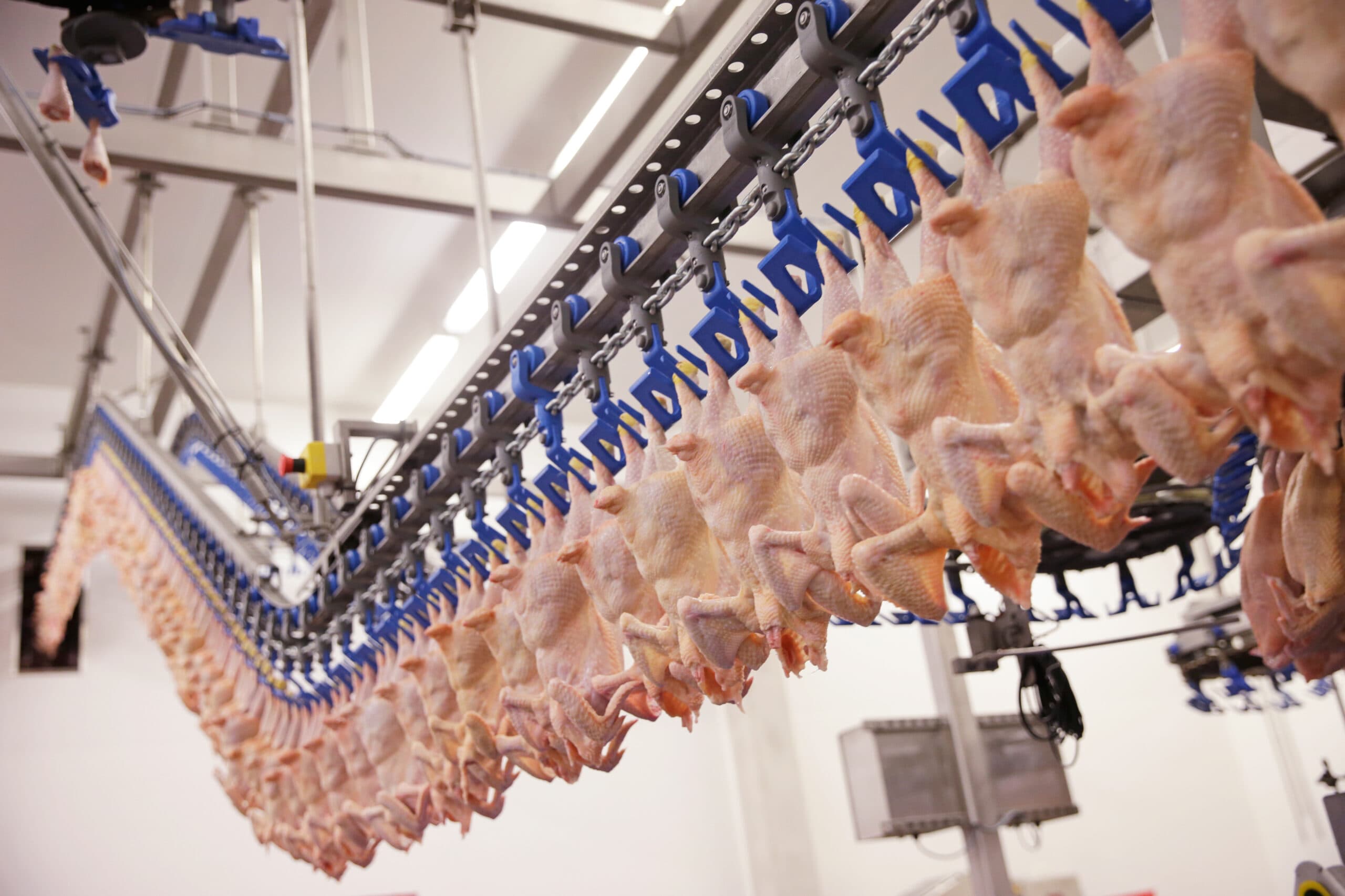 Pluimveevlees consumptiegroei