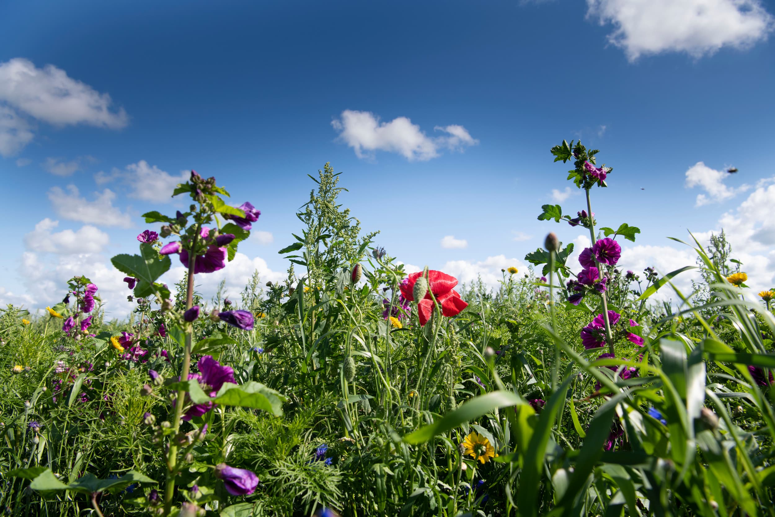 De Europese natuurherstelwet is een wetgevingsvoorstel van de Europese Unie, gericht op het herstellen en beschermen van de natuurlijke habitats en biodiversiteit binnen de lidstaten. – Foto: Mark Pasveer
