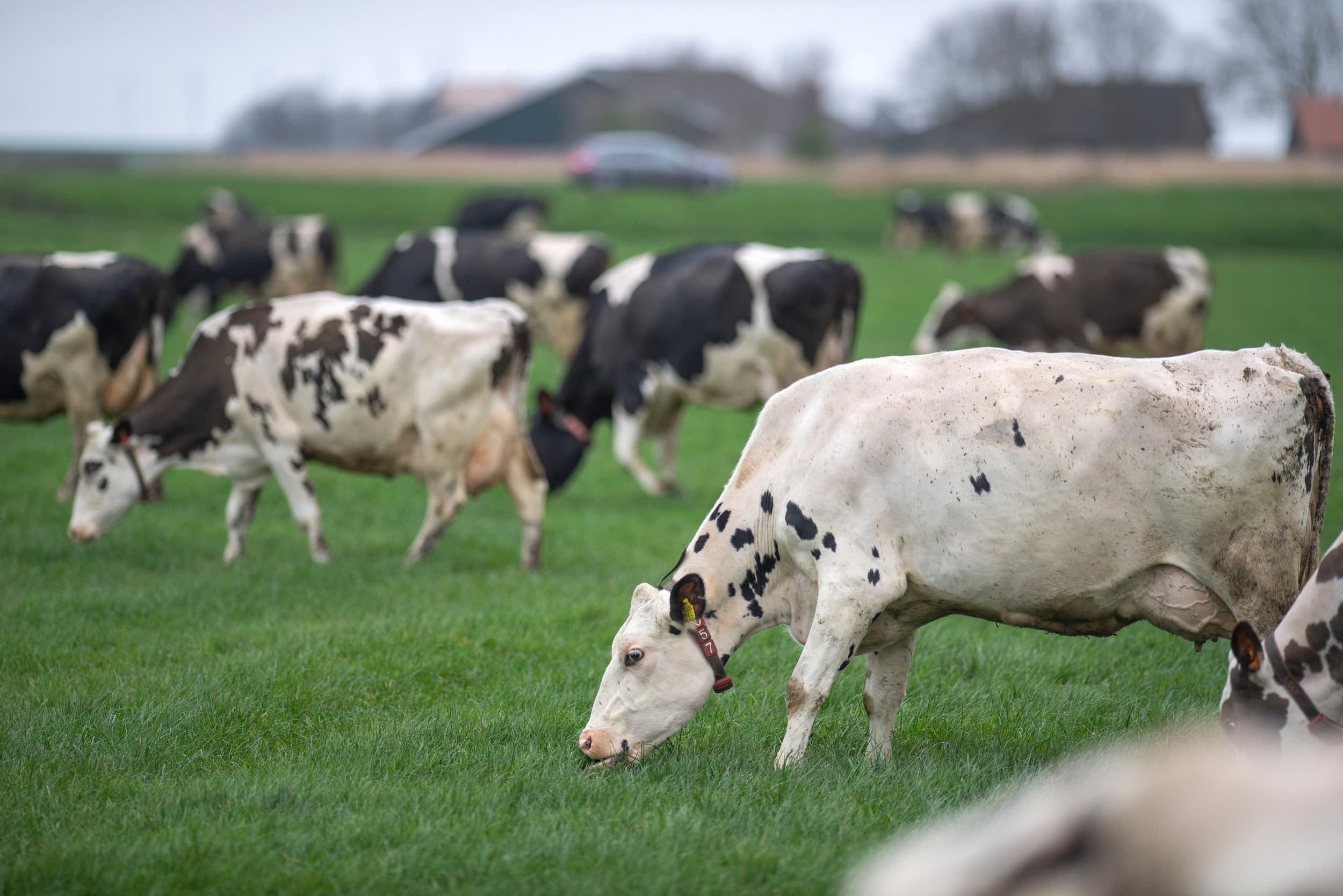 consumptie zuivelproducten belgië