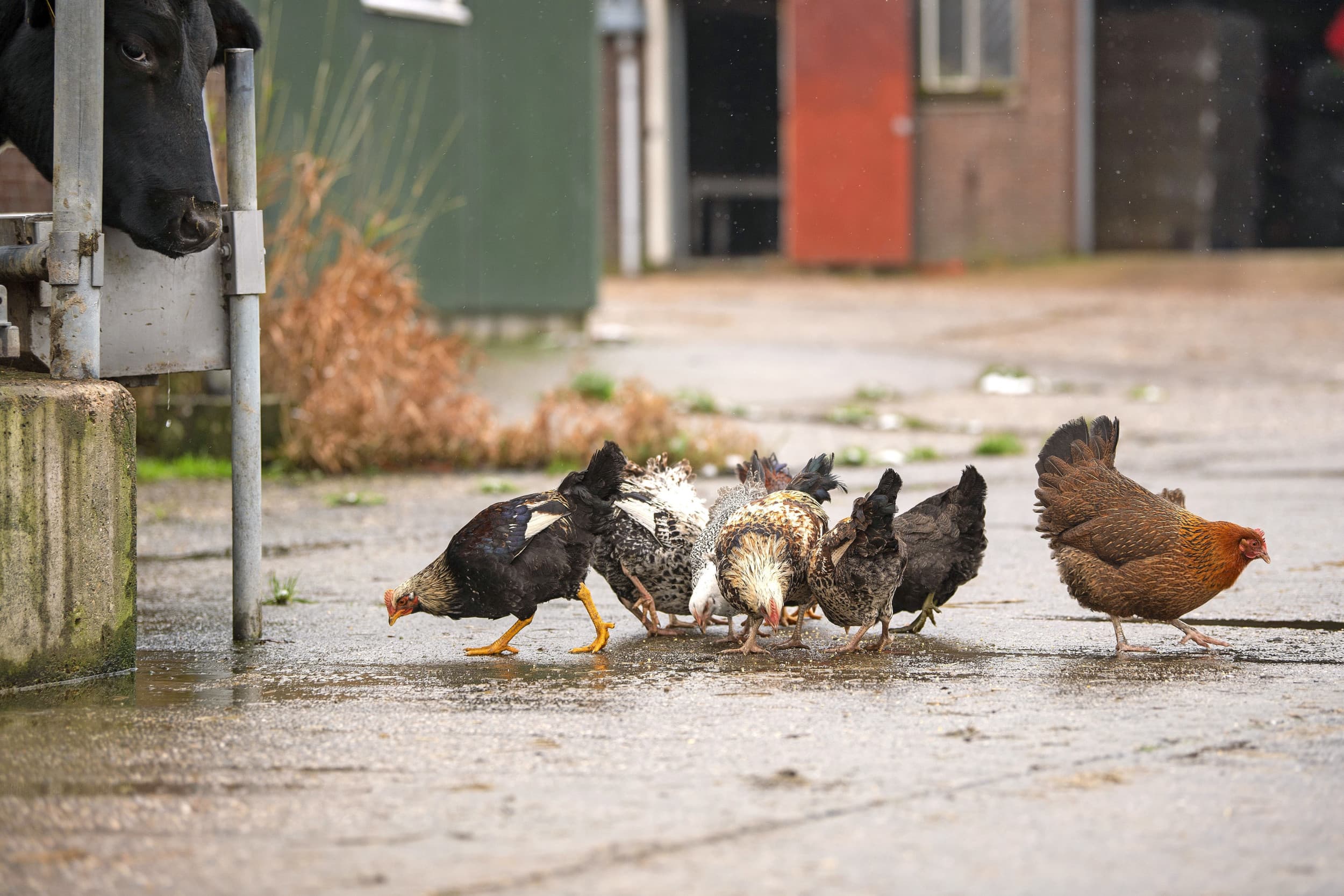 Hobbymatig gehouden kippen bevatten meer PFAS, ook ver van fabrieken waarvan bekend is dat ze deze stoffen hebben uitgestoten. – Foto: Mark Pasveer