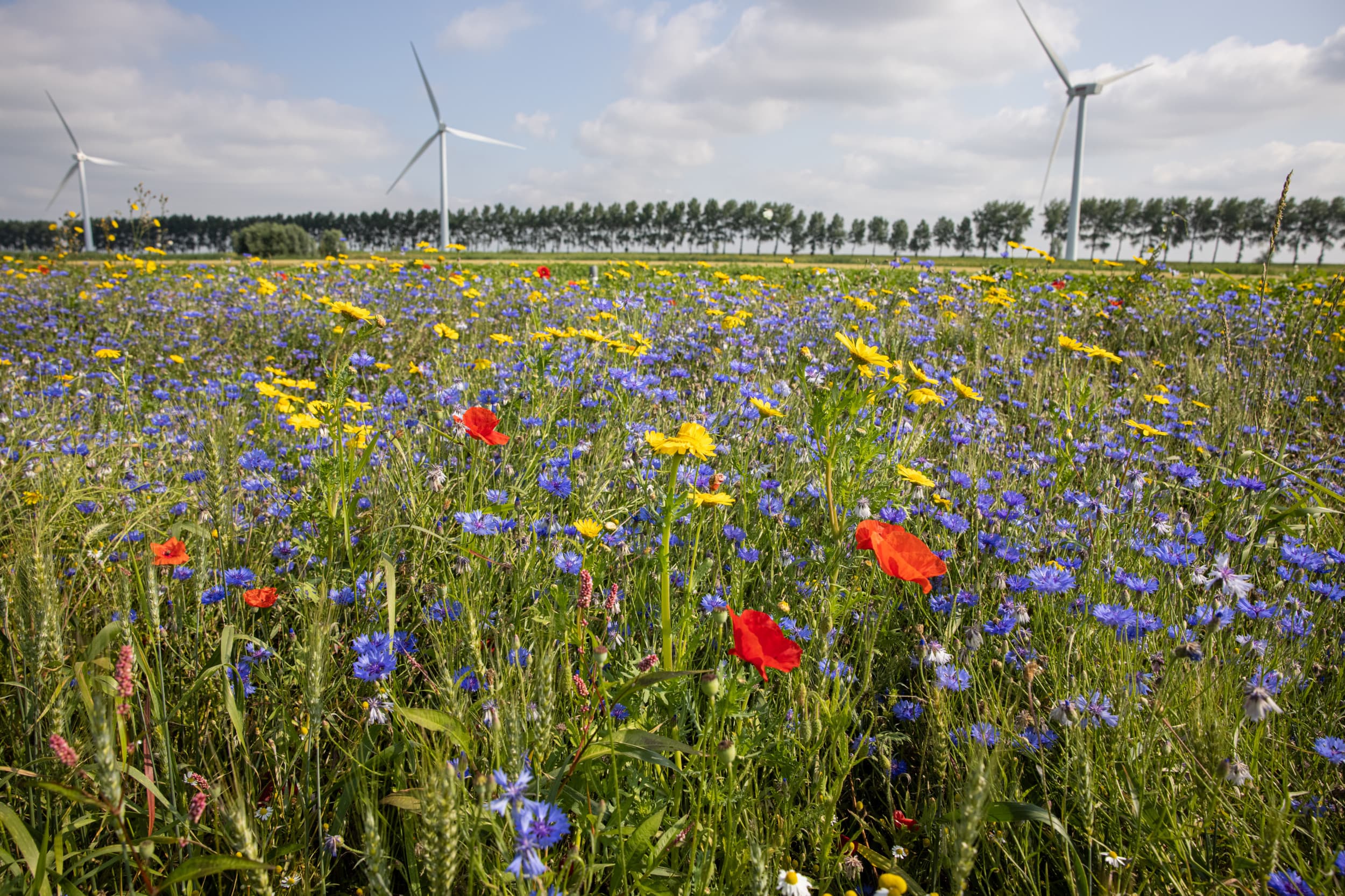 Groene braak is een landbouwpraktijk waarbij een perceel land tijdelijk niet wordt gebruikt voor de teelt van gewassen, maar wel wordt bedekt met groen, zoals gras of een mengsel van kruiden en bloemen. – Foto: Peter Roek