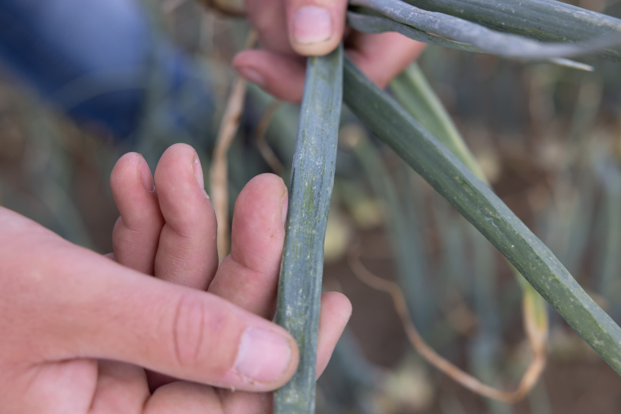 Aantasting van uienblad door trips. Speciale insectenlijm kan de akkerbouw helpen bij het bestrijden van plaaginsecten. – Foto: Peter Roek