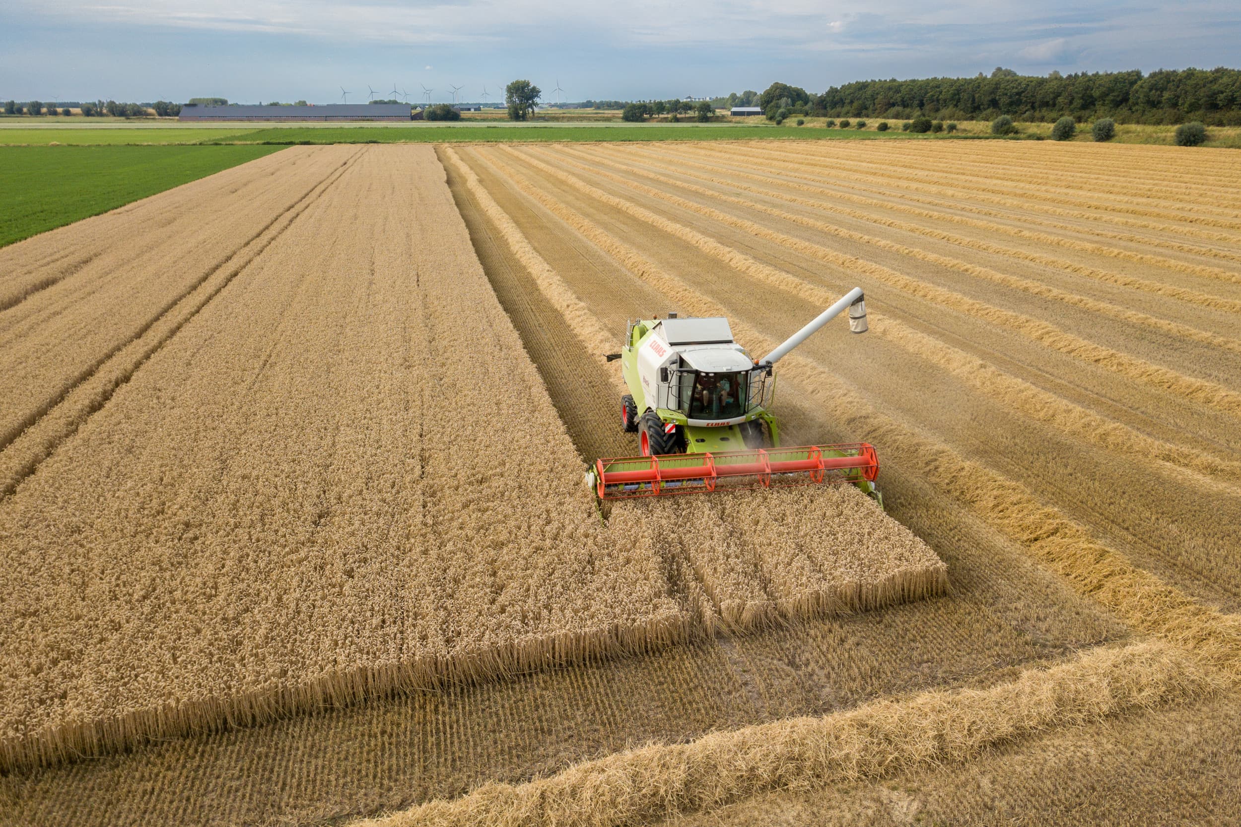 De tarwe-export van de EU, die aanzienlijk achterloopt, zal naar verwachting dalen tot 34 miljoen ton in het komende jaar. – Foto: Peter Roek