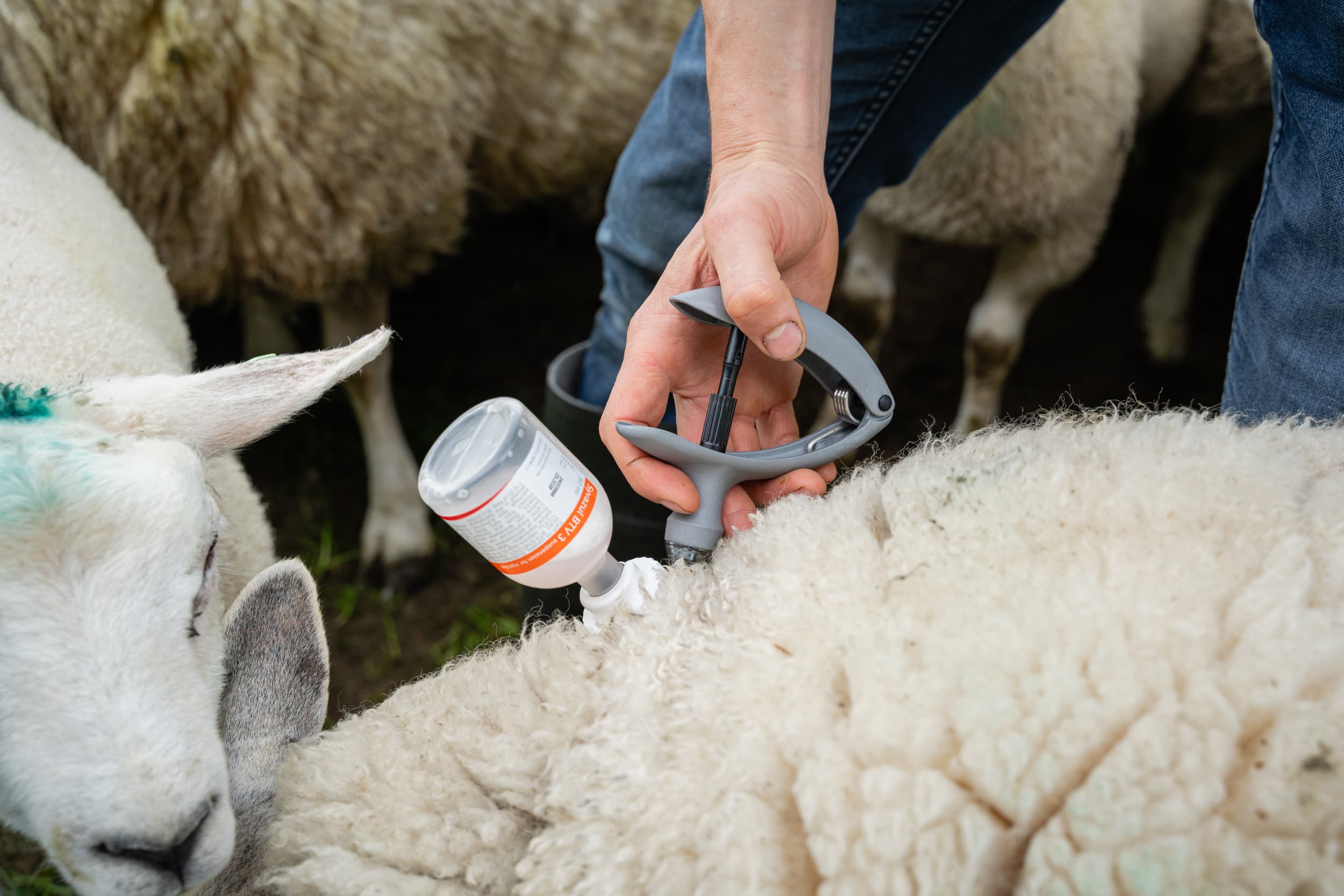 Op 6 mei 2024 werden de eerste Nederlandse schapen gevaccineerd met het nieuwe vaccin tegen blauwtong. – Foto: Andrea van Schaik Fotografie