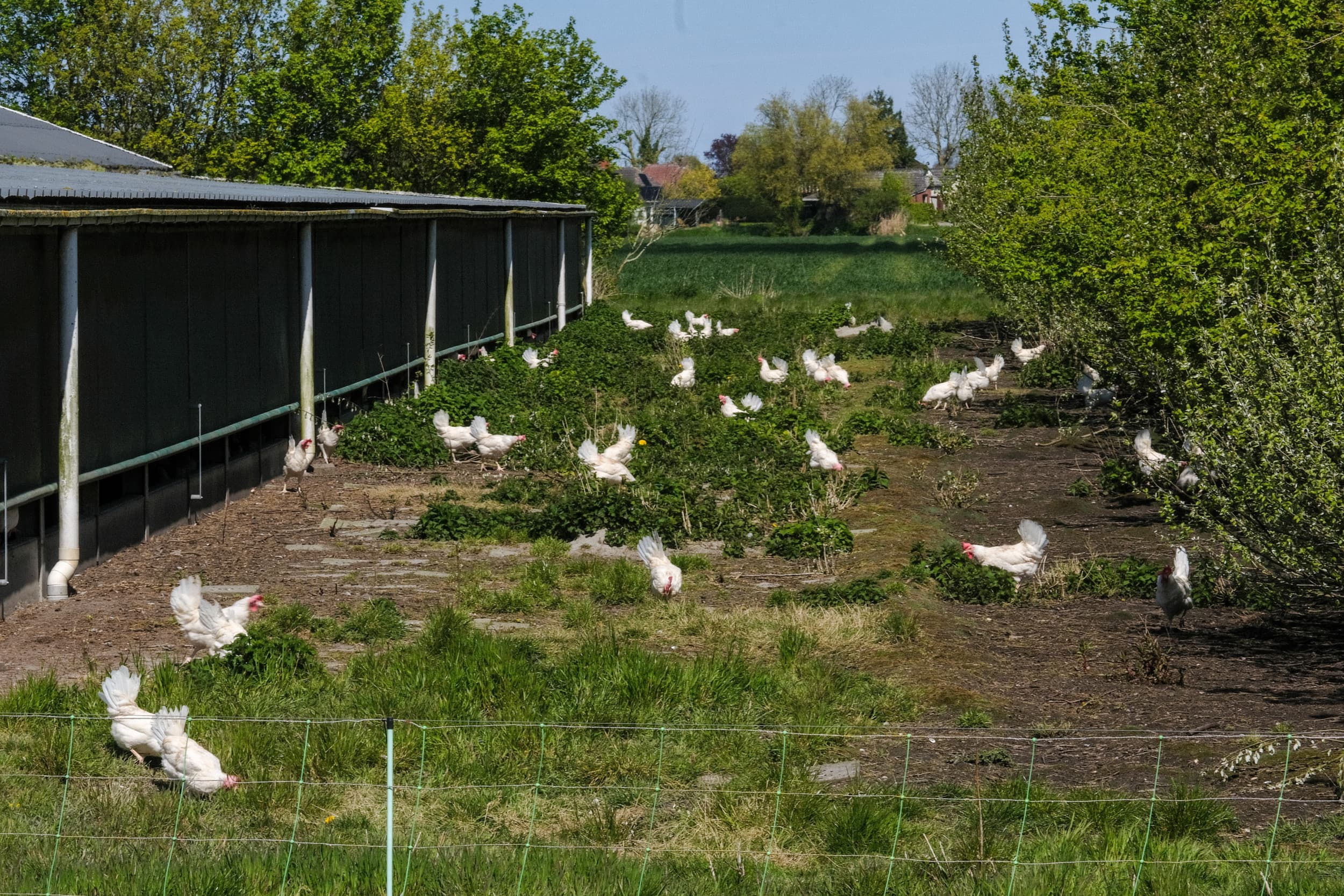 vogelgriep en diergezondheidsfonds dgf