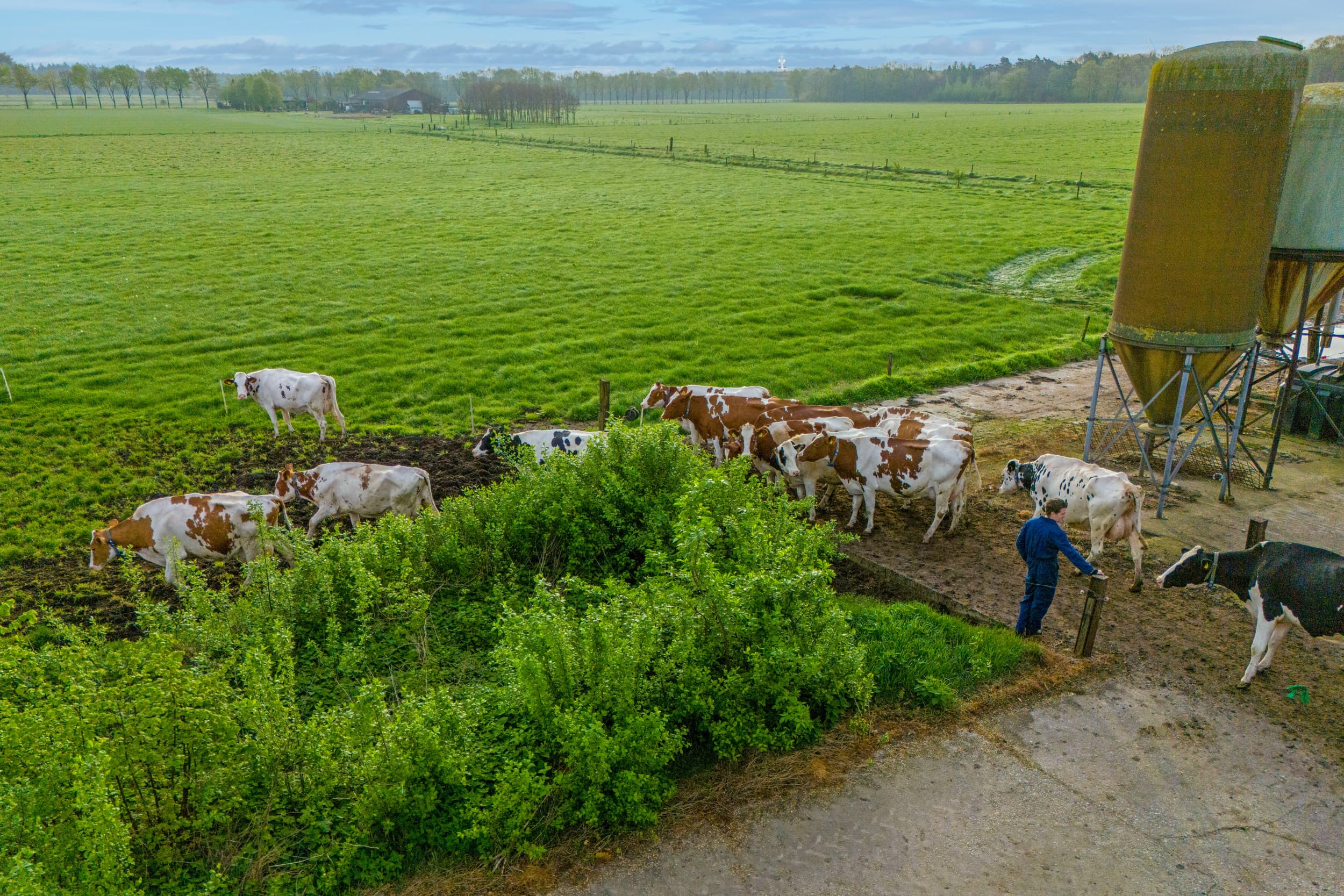 De extensiveringsregeling is voor melkveebedrijven die vlakbij Natura 2000-gebieden boeren. – Foto’s: Bert Jansen