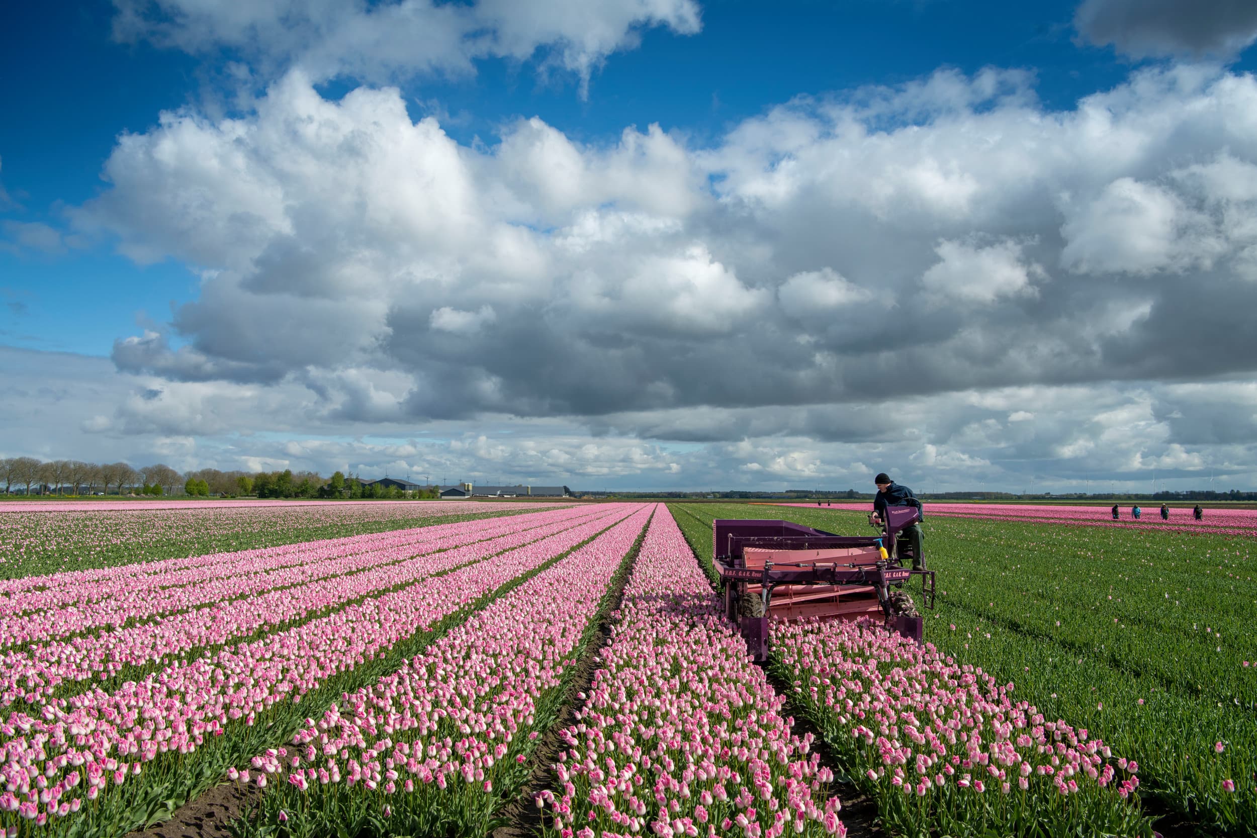 Tulpen selecteren en koppen voor G&K Reus uit het Noord-Hollandse Lutjebroek. 18 april in Oostelijk Flevoland. - Foto: Mark Pasveer