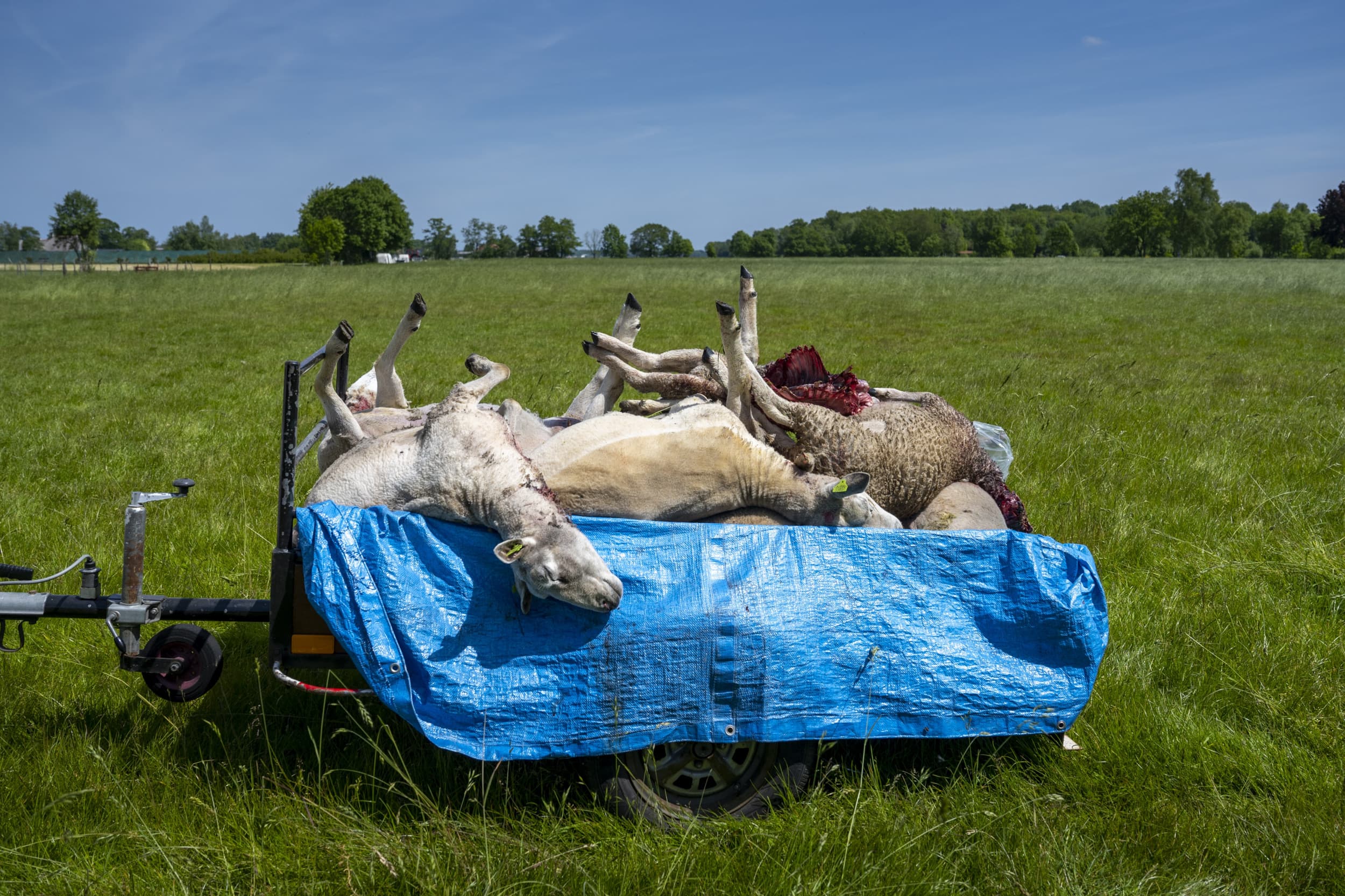 Foto: ANP/Jilmer Postma