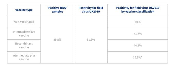 Tabel 1. Algehele positiviteit en positiviteit van veldvirussen per vaccinclassificatie *Er werd een significant lager percentage veldvirusstammen gedetecteerd met intermediaire plus-vaccins vergeleken met niet-gevaccineerde koppels of koppels die waren gevaccineerd met vaccins met intermediaire stammen (p-waarde = 0,001).