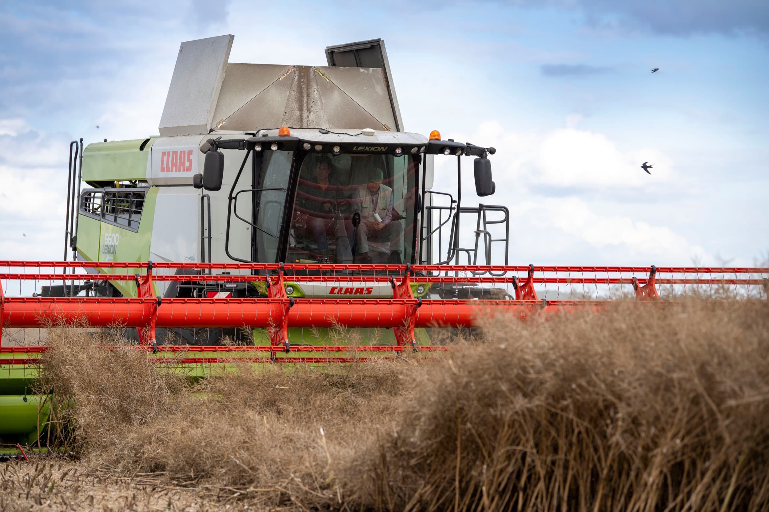 Graanoogst. – Foto: Mark Pasveer