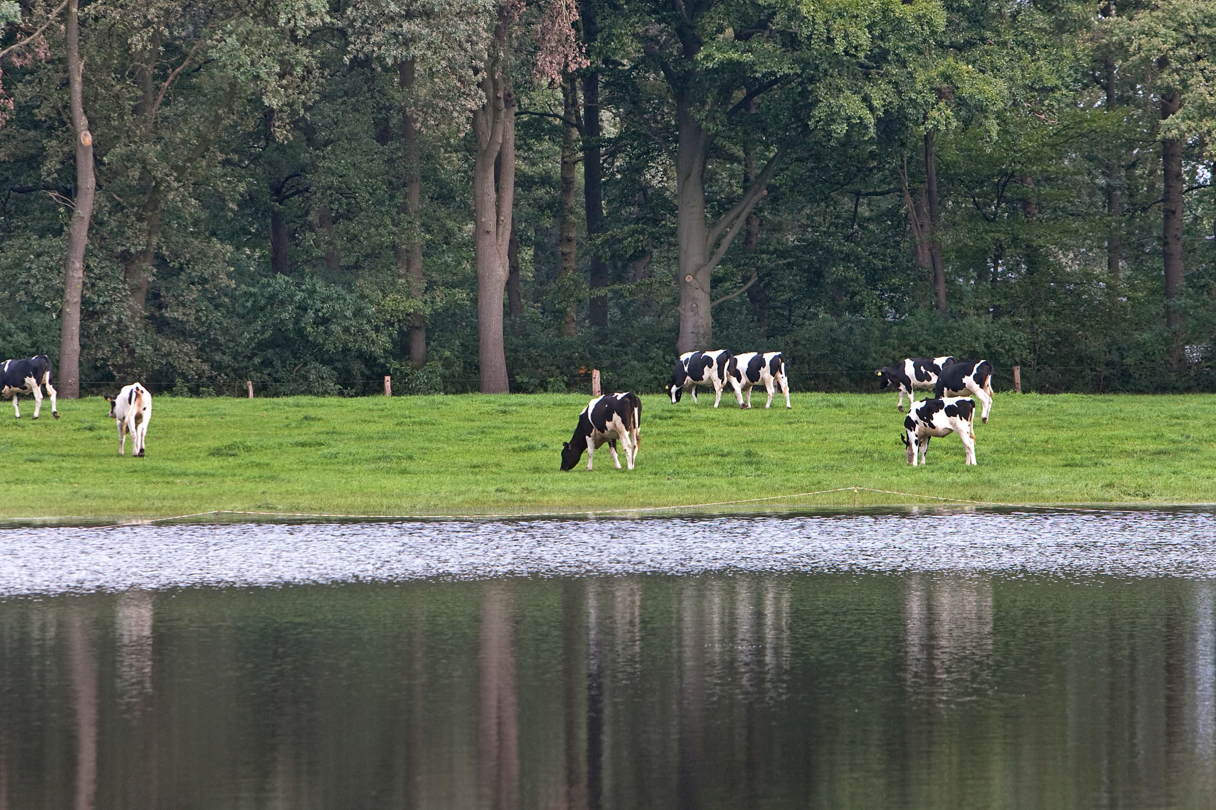Foto: Ronald Hissink