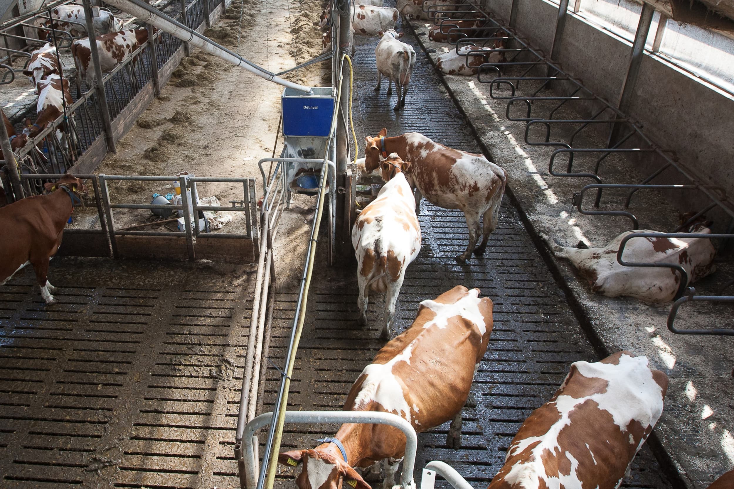 Overweging van differentiatie bij korting, met name voor grondgebonden bedrijven, duurzame mestverbranding, landschapsbijdrage en jonge boeren, aldus columnist Wouter van der Weijden
