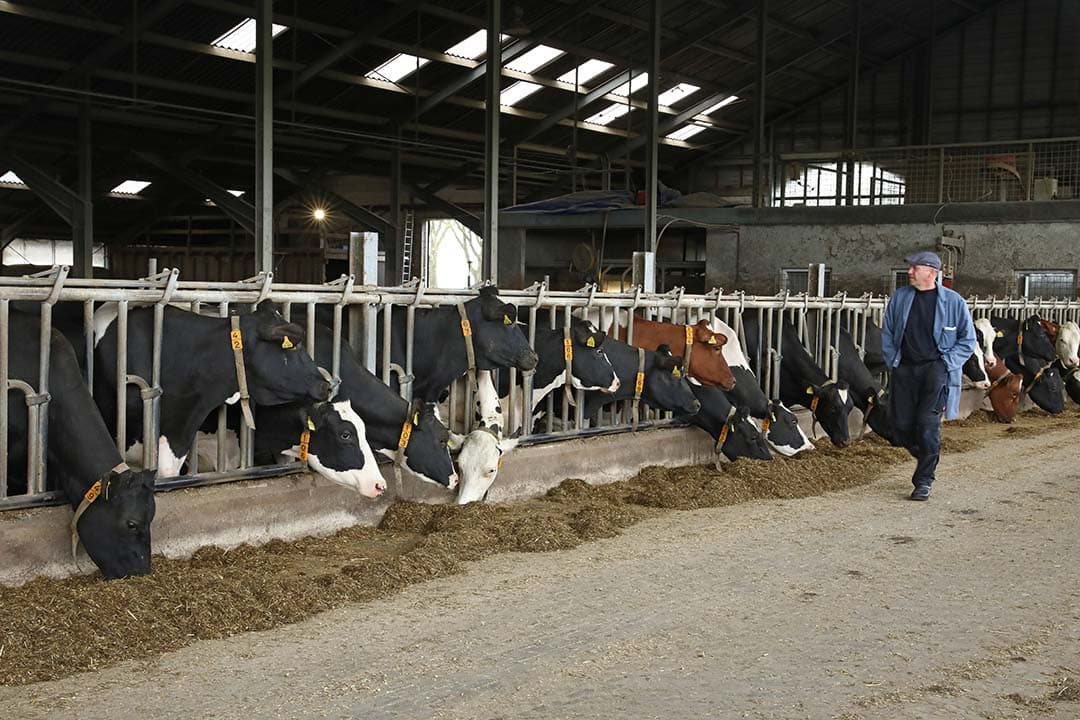In de aanloop van de afschaffing van het melkquotum waagden enkele tientallen nieuwe veehouders de kans om te starten met melkvee. - Foto: Henk Riswick