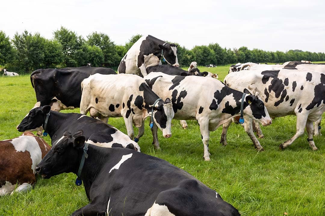 ‘Een tochtige koe’. Een waarneming die gevolgen heeft. Insemineren of niet, het kalf houden voor de fokker of naar de mesterij, wat zijn haar sterke punten en waarop is compensatie nodig? Welke stieren zitten in het vat en welke wordt gebruikt? - Herbert Wiggerman