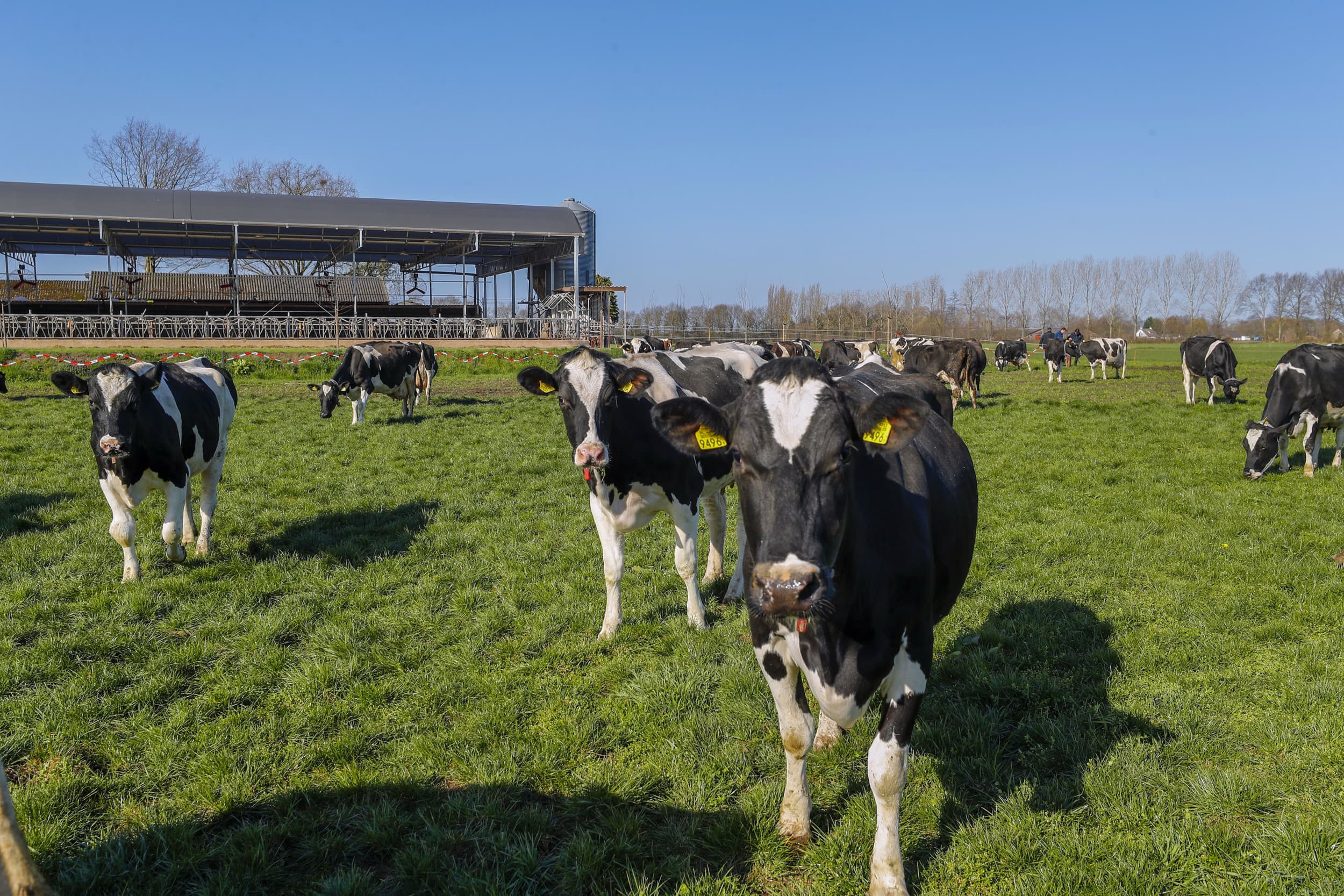 Met bestaande technieken is het mogelijk om Nederland in 2050 klimaatneutraal te maken. In dat jaartal is de emissie vanuit de landbouw vooral afkomstig uit dieren en mest. Alleen als er nog forser wordt ingegrepen in de omvang van de veestapel en in het landgebruik, zou de emissie tot nul kunnen worden teruggebracht. – Foto: Bert Jansen