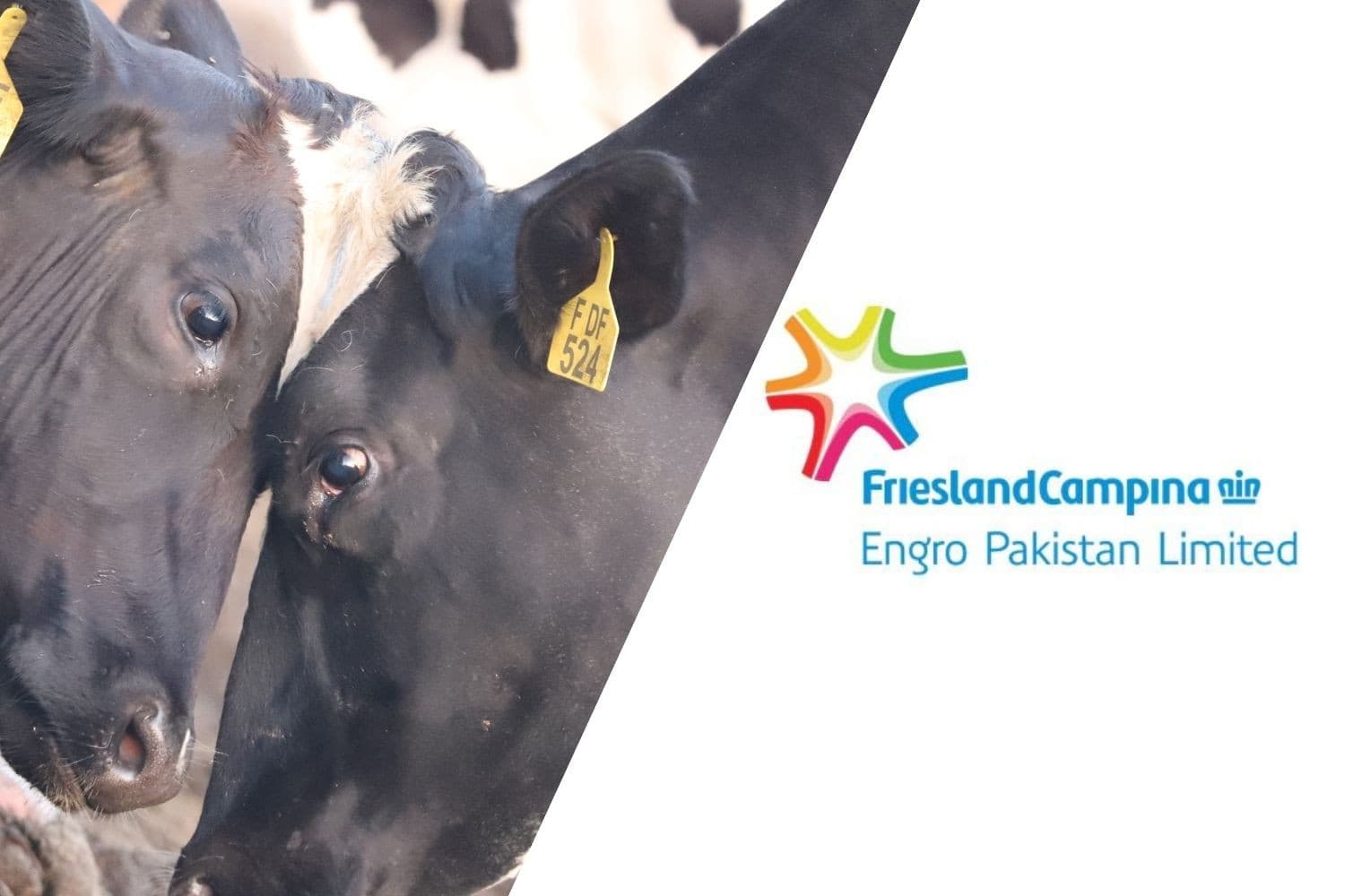 In 2016 verwierf FrieslandCampina een meerderheidsbelang van 51% in Engro Foods Limited, later bekend als FrieslandCampina Engro Pakistan, waarmee het een stevige positie op de Pakistaanse zuivelmarkt verkreeg. – Afbeelding: FrieslandCampina en Canva, beeldbewerking